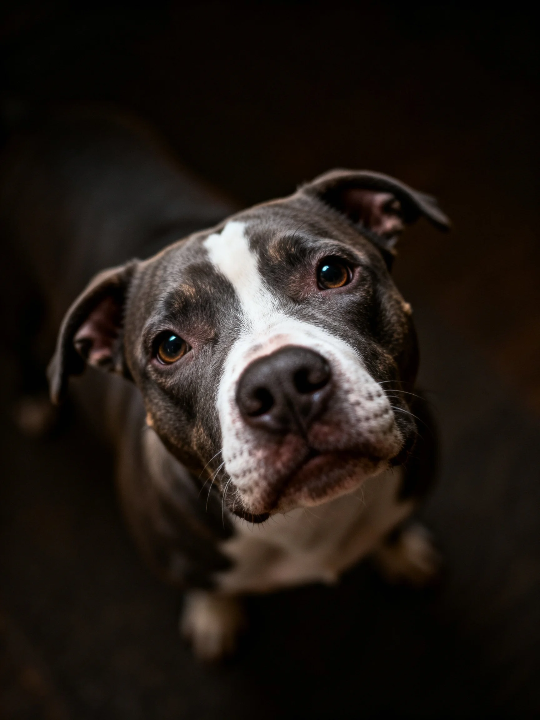 Close-up portrait of a gray and white pit bull looking upward