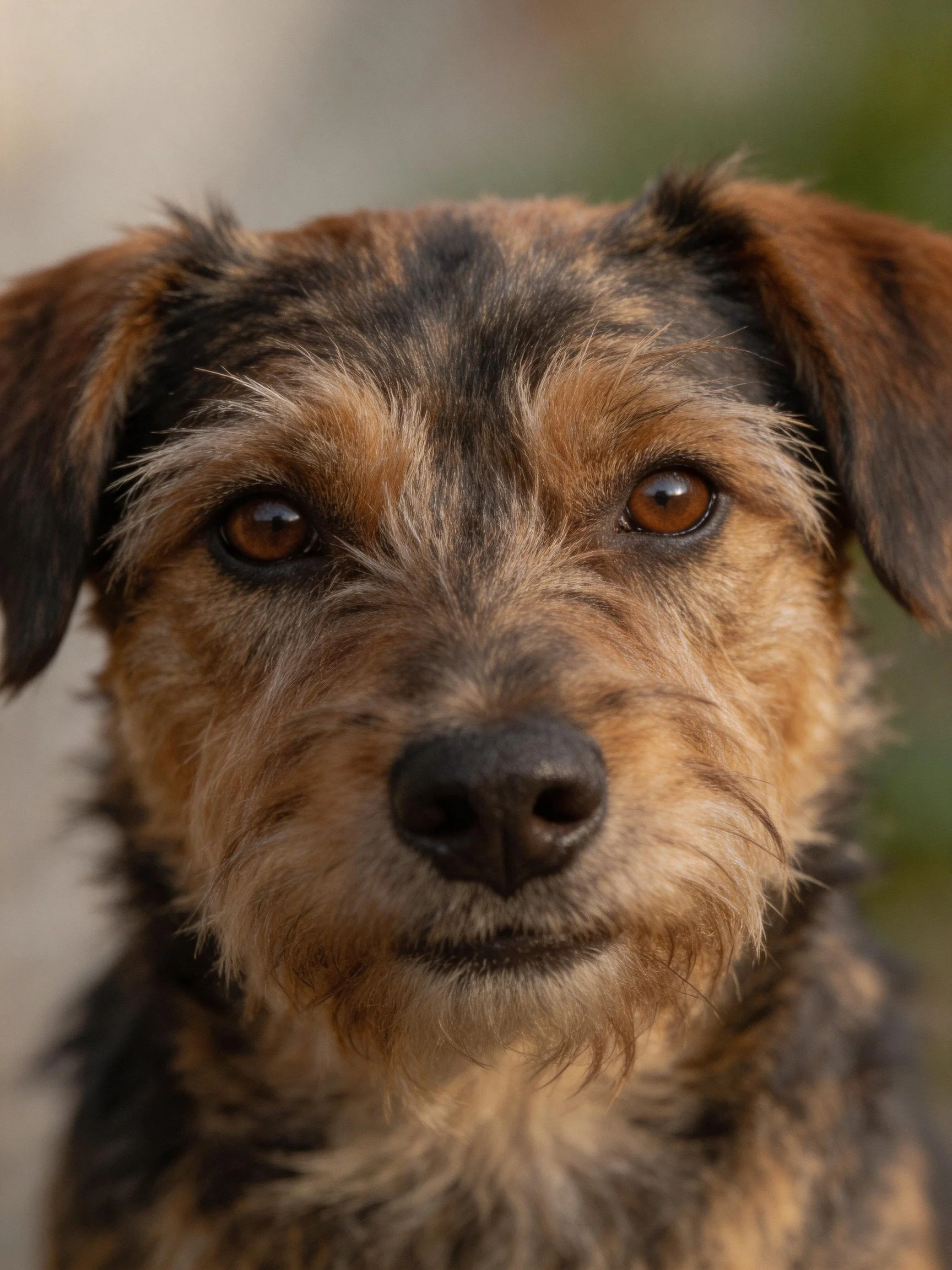 A small mixed - breed dog looks directly at the camera with bright eyes.