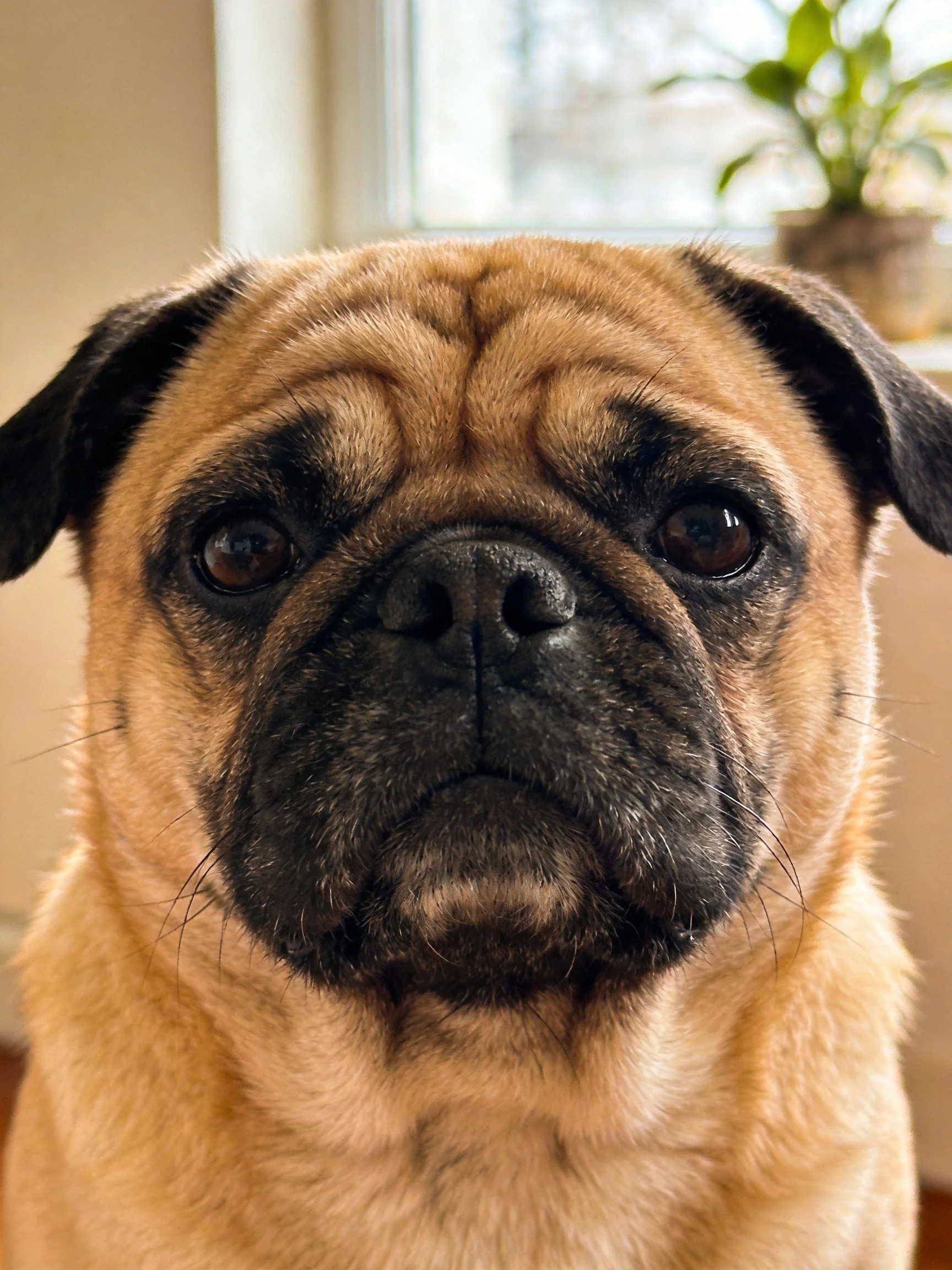A close-up of a tan and black pug with a wrinkled face.