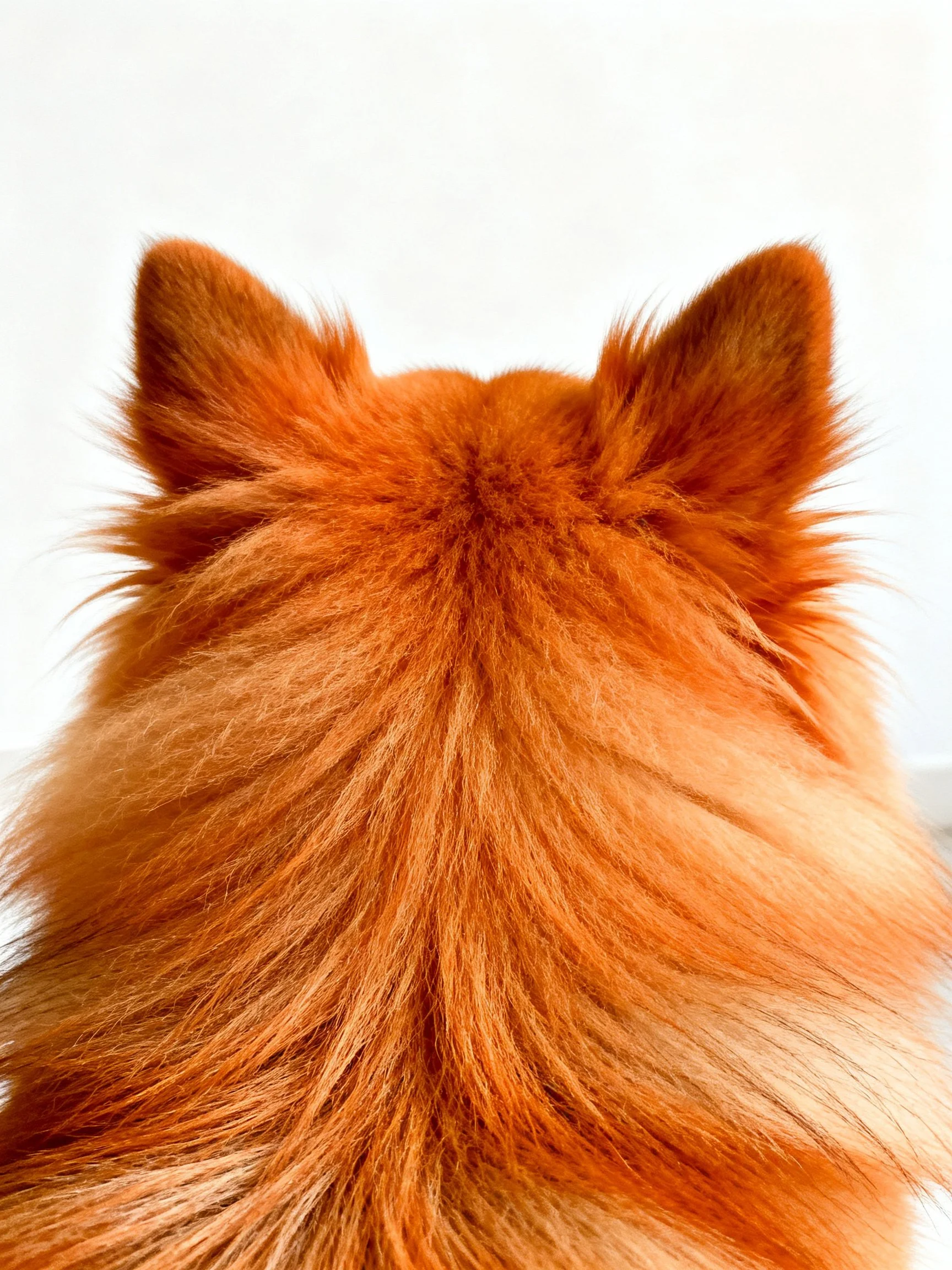 Close-up view of a dog’s reddish-brown fluffy fur and upright ears