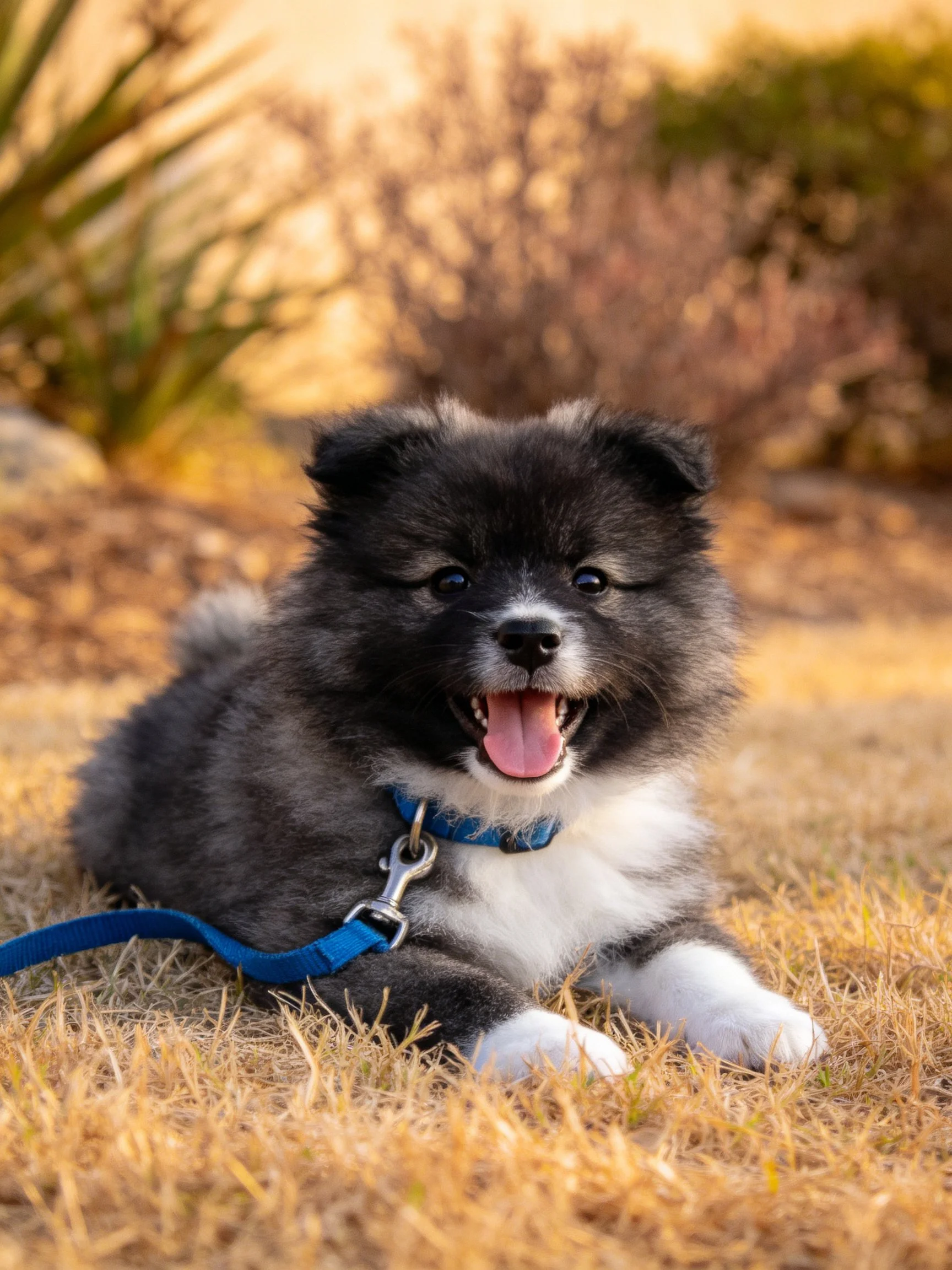 A fluffy black-and-white puppy relaxes on dry grass with a blue leash.