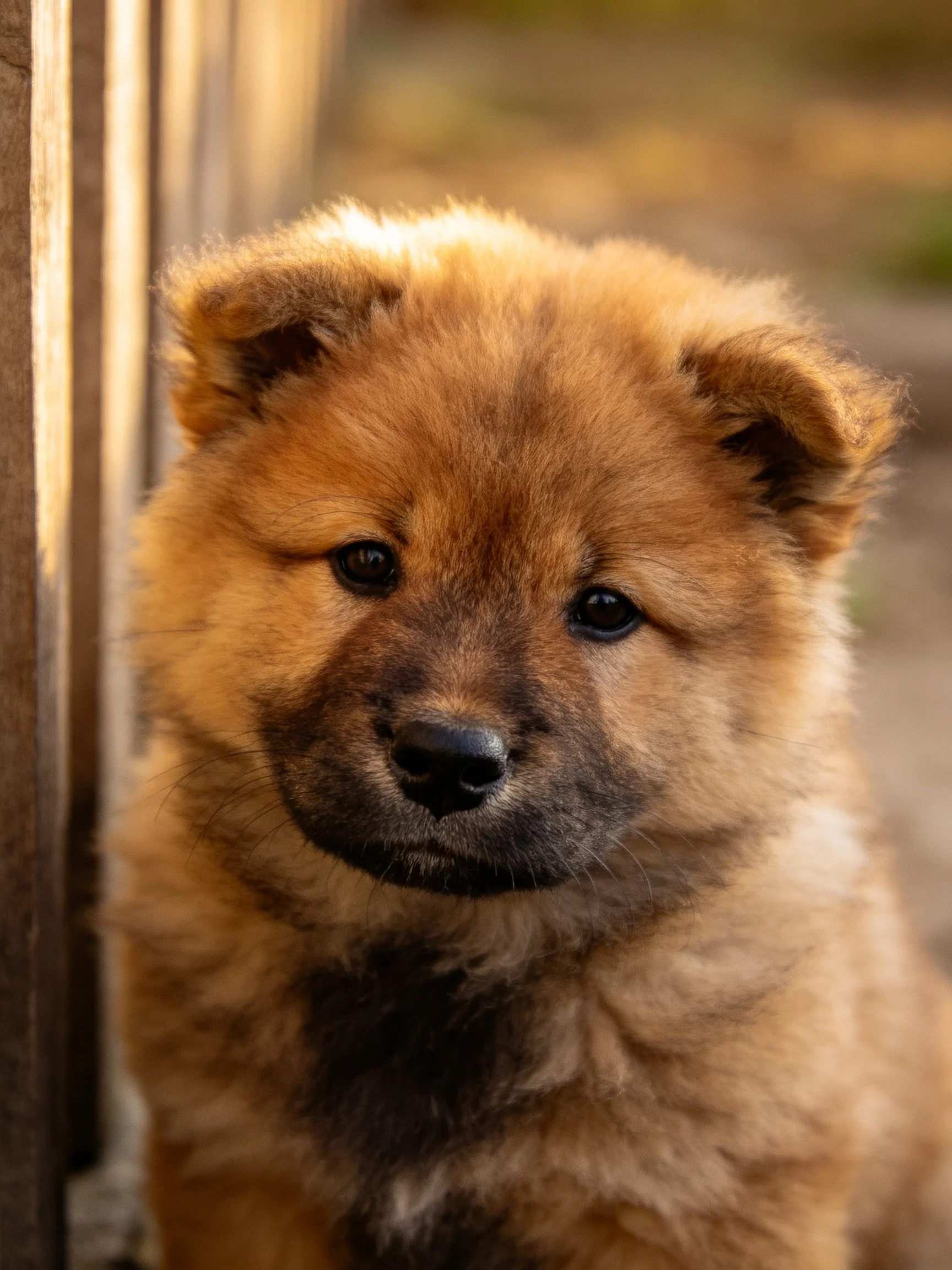 A fluffy brown puppy stands near a wooden fence in soft natural light.