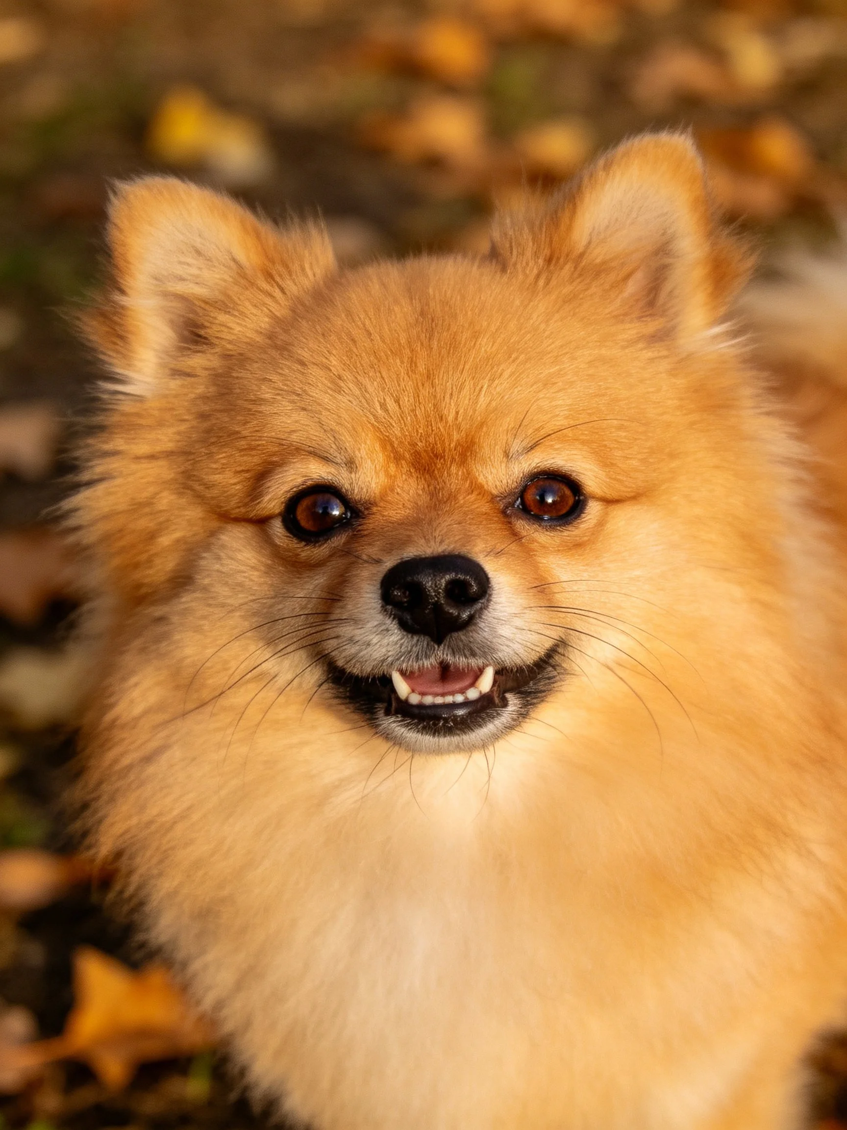 Fluffy golden Pomeranian dog near autumn leaves