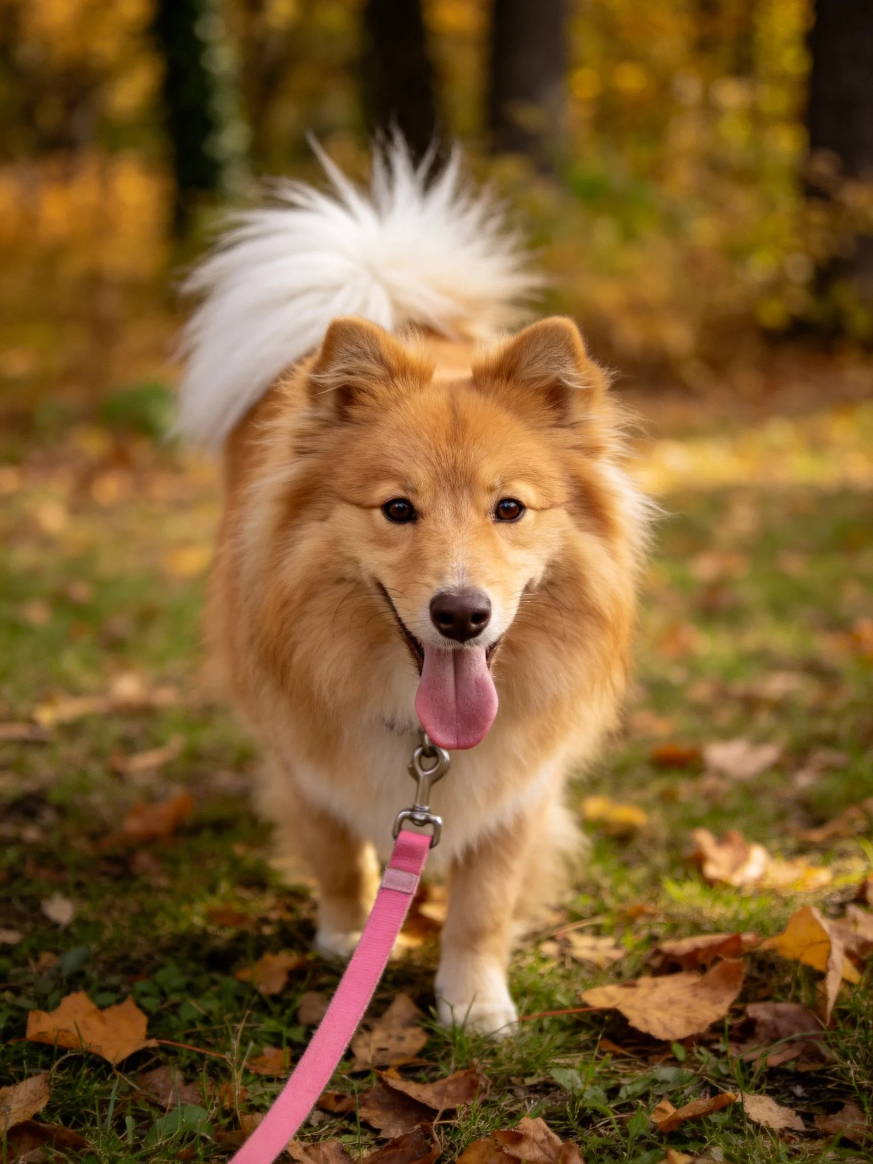 A fluffy golden dog walks on autumn leaves attached to a pink leash.