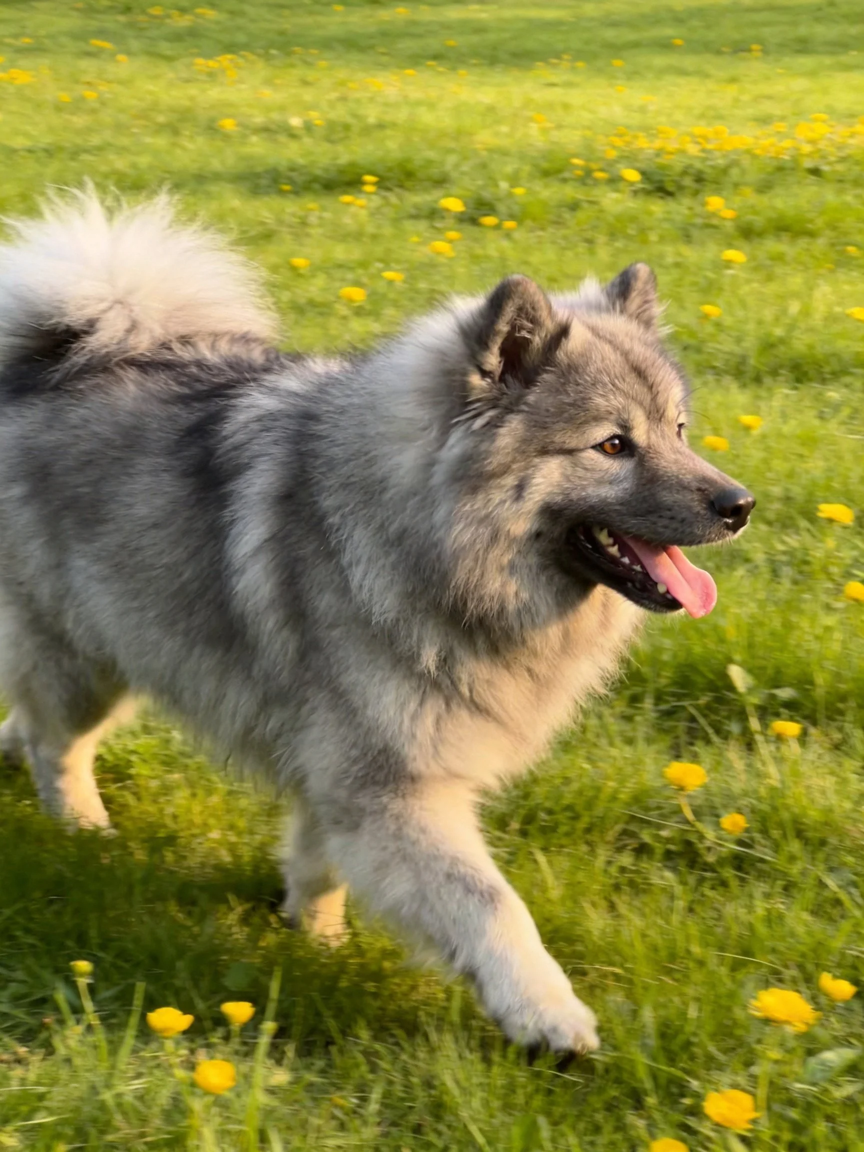 Fluffy gray and white dog roams green meadow with yellow flowers