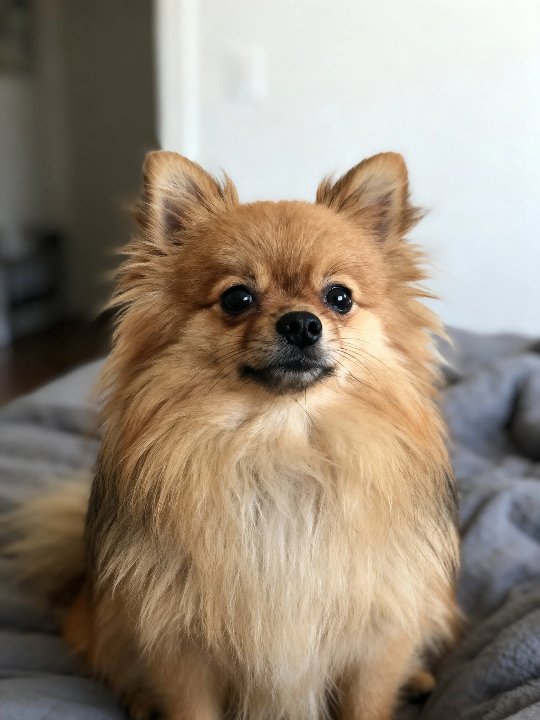 A fluffy tan Pomeranian sits calmly on a gray fabric surface.