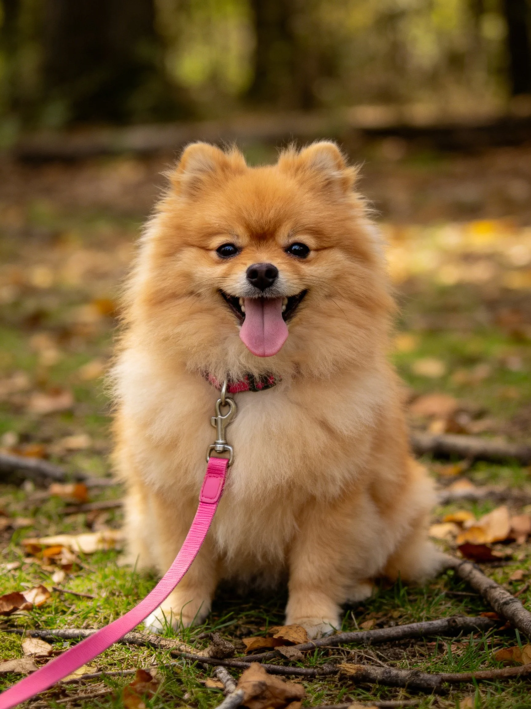 A cheerful tan Pomeranian sits on leafy ground with a pink leash.