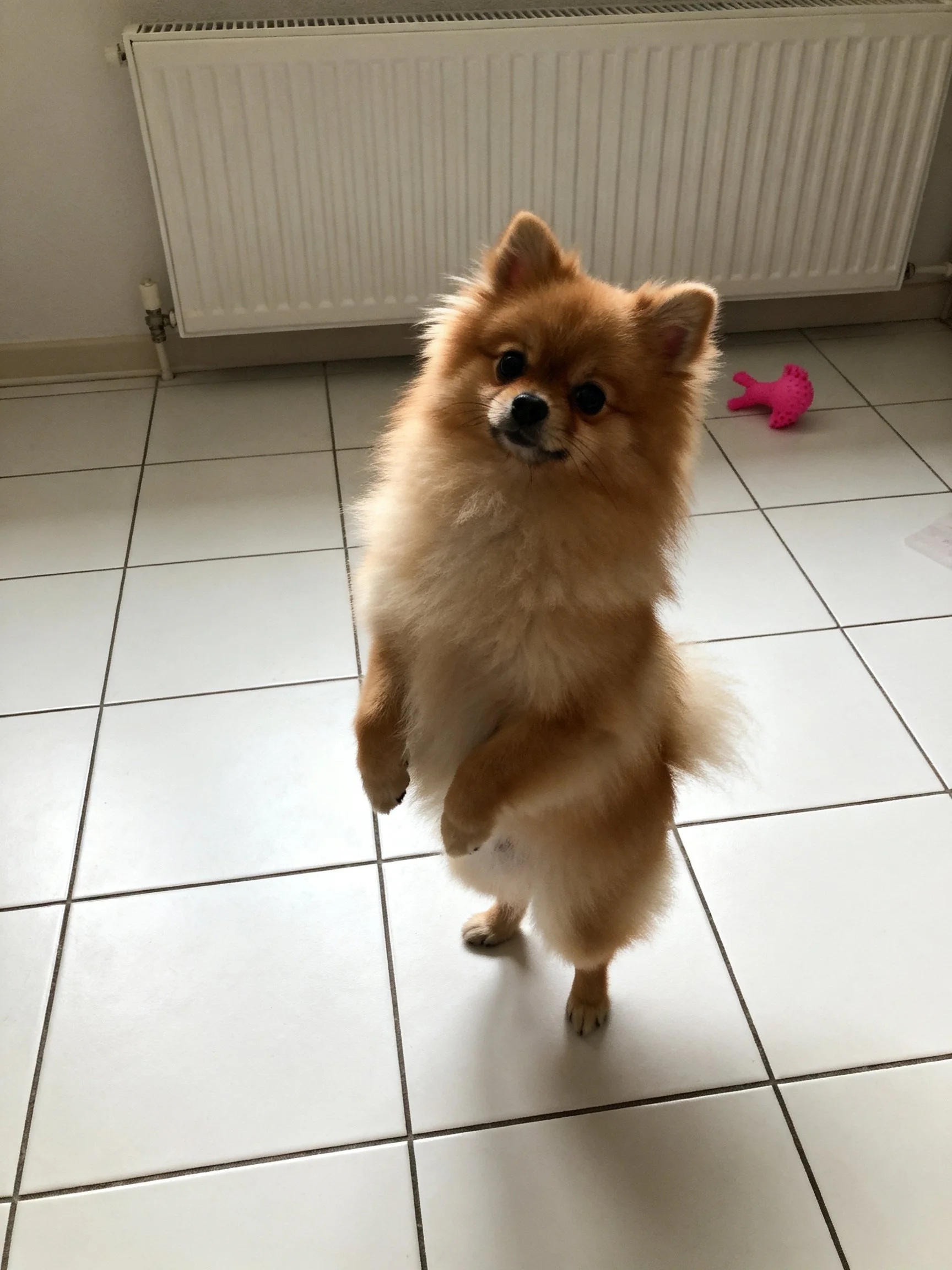 A fluffy tan Pomeranian stands upright on a tiled floor with a radiator and pink toy.