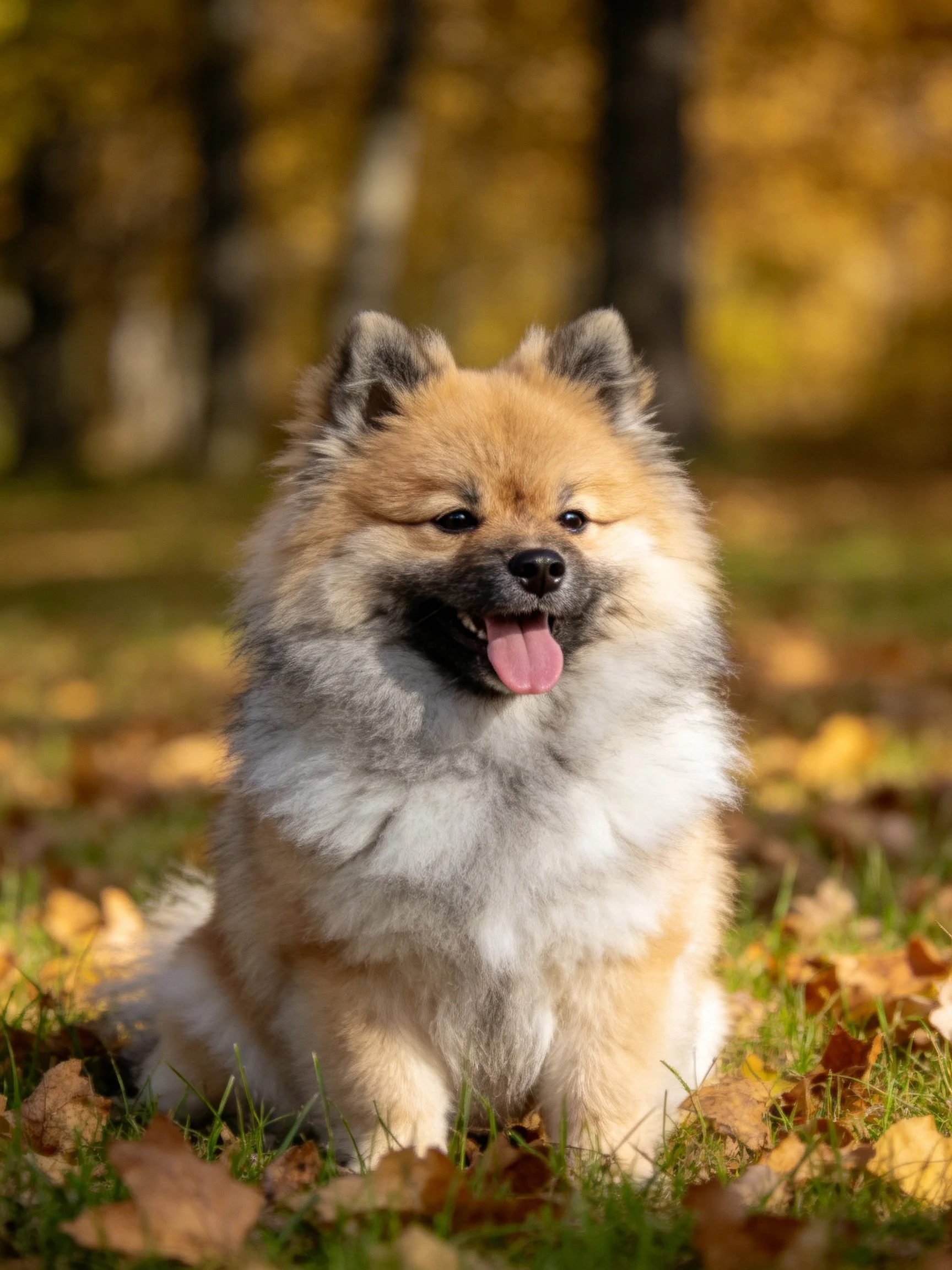 A fluffy tan and white dog sits among autumn leaves in a sunlit outdoor area.