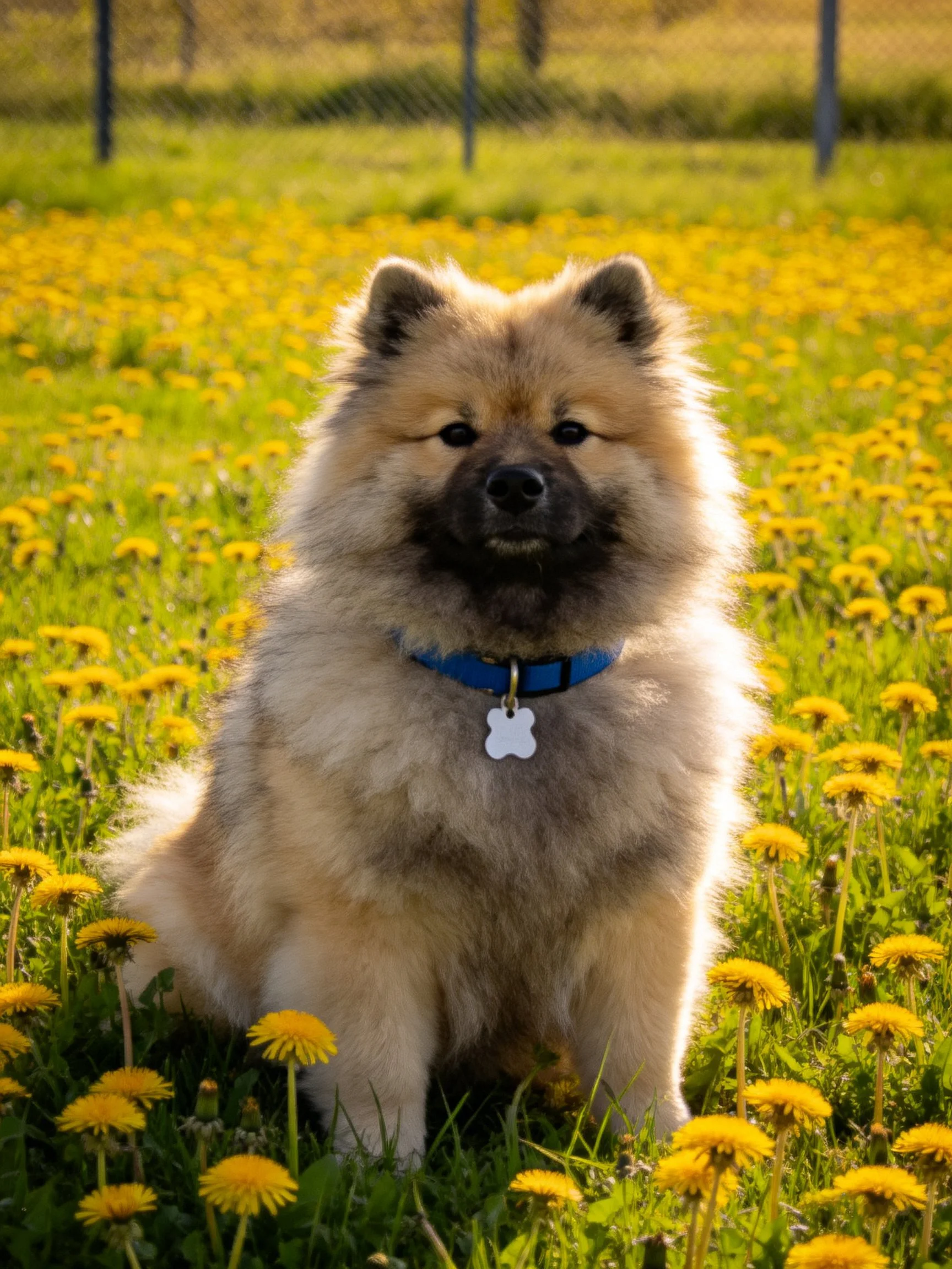 Fluffy tan dog sits calmly in sunlit dandelion - filled field