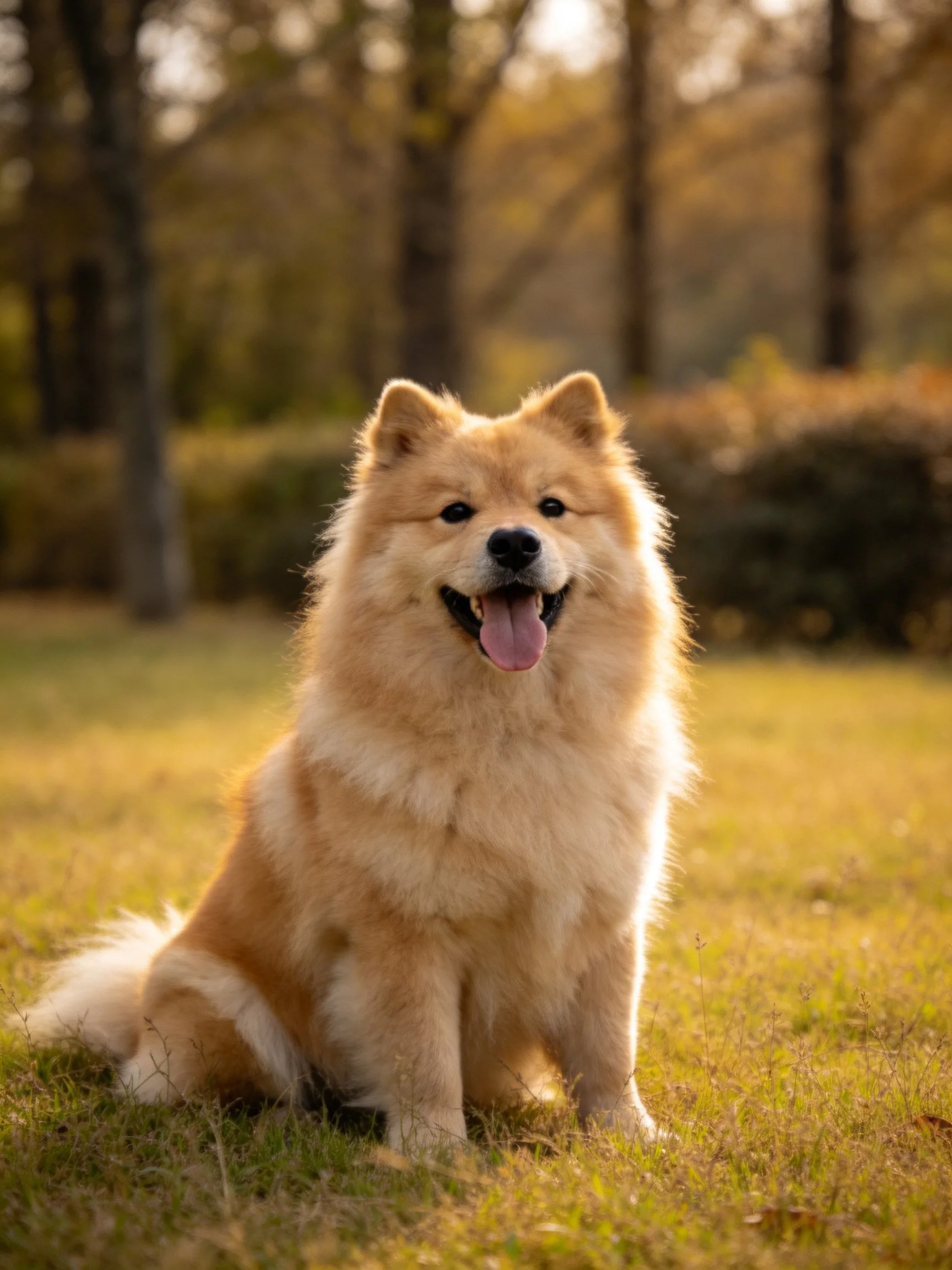 Fluffy tan dog sitting on golden grass near wooded trees
