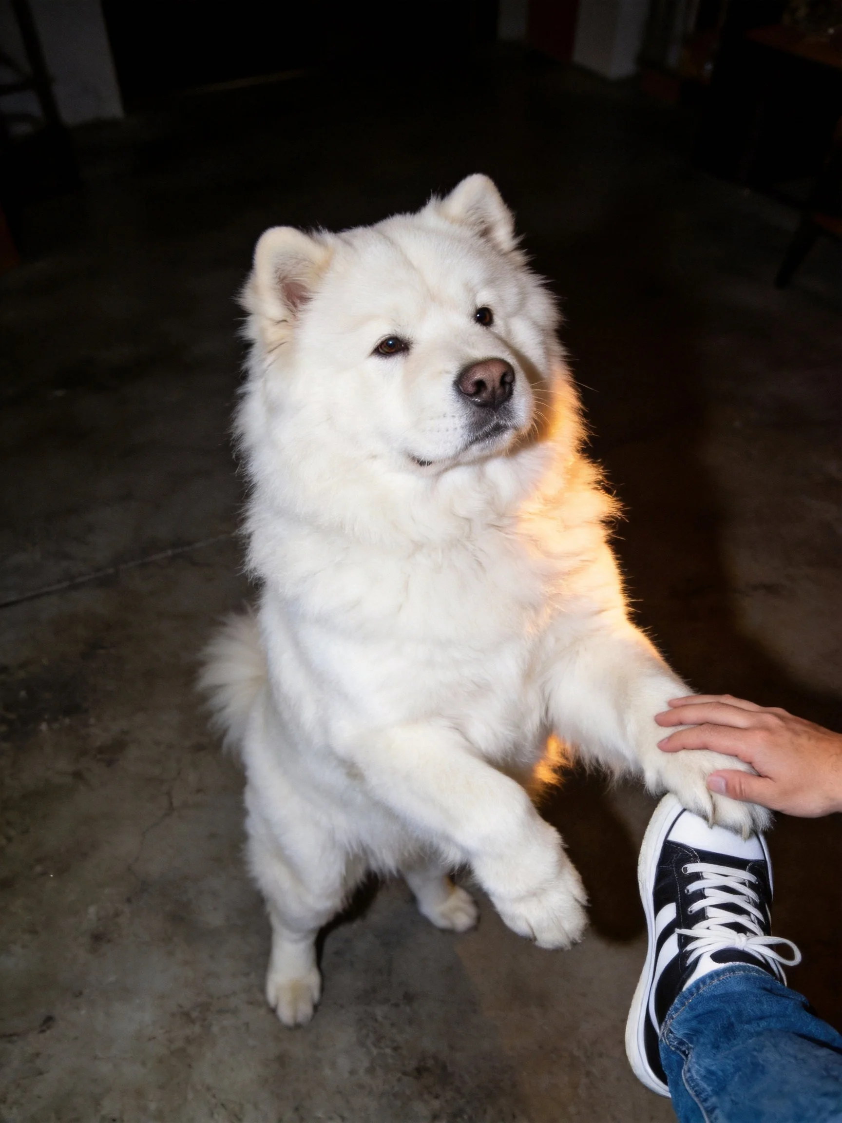 A fluffy white Samoyed stands on hind legs to touch a sneaker.