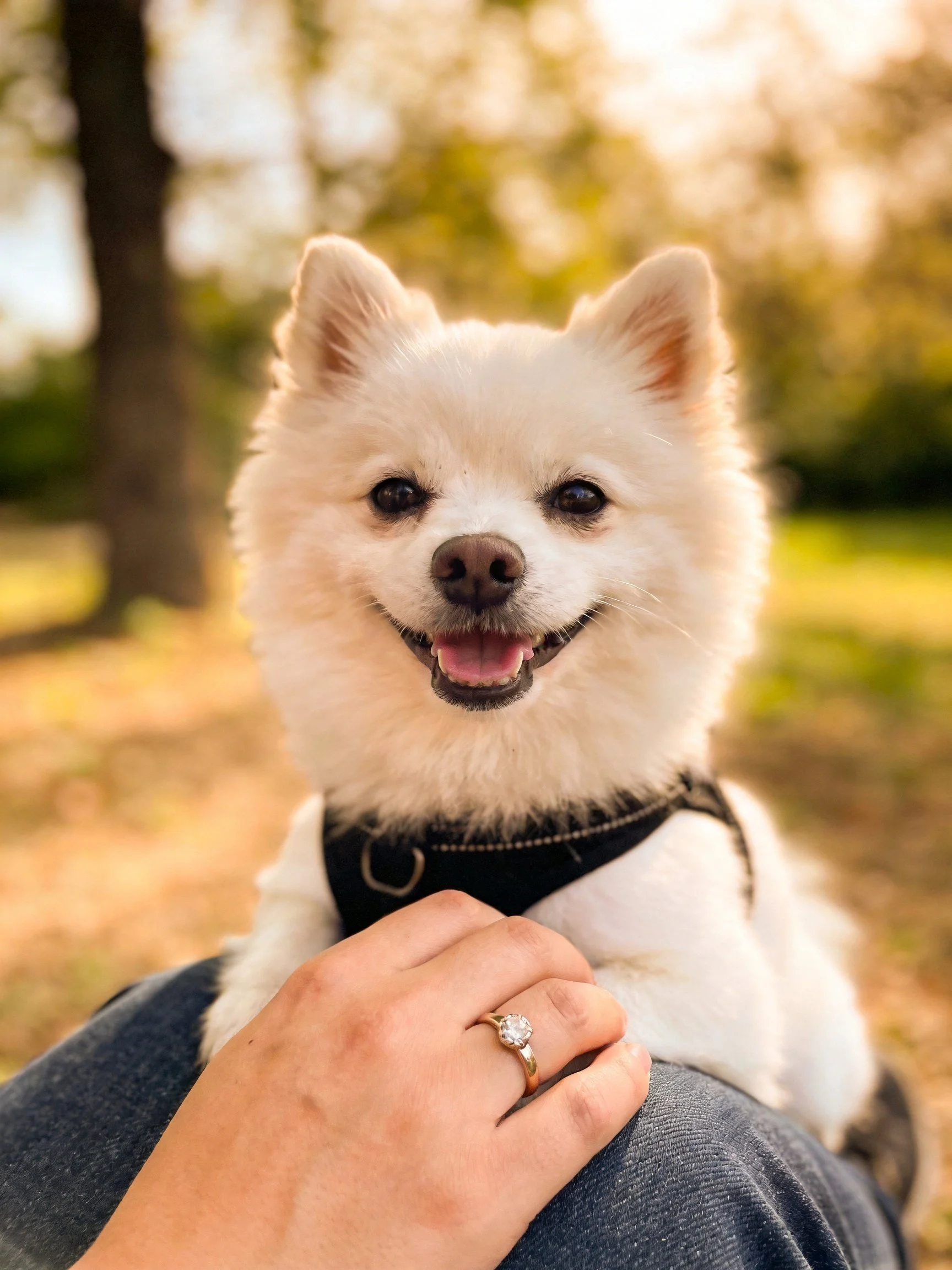 A fluffy white dog in a black harness sits on a person’s lap in a sunlit outdoor area