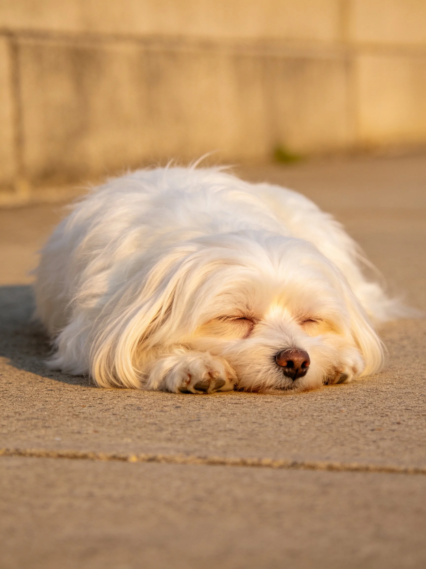 A fluffy white dog sleeps on a sunlit pavement.