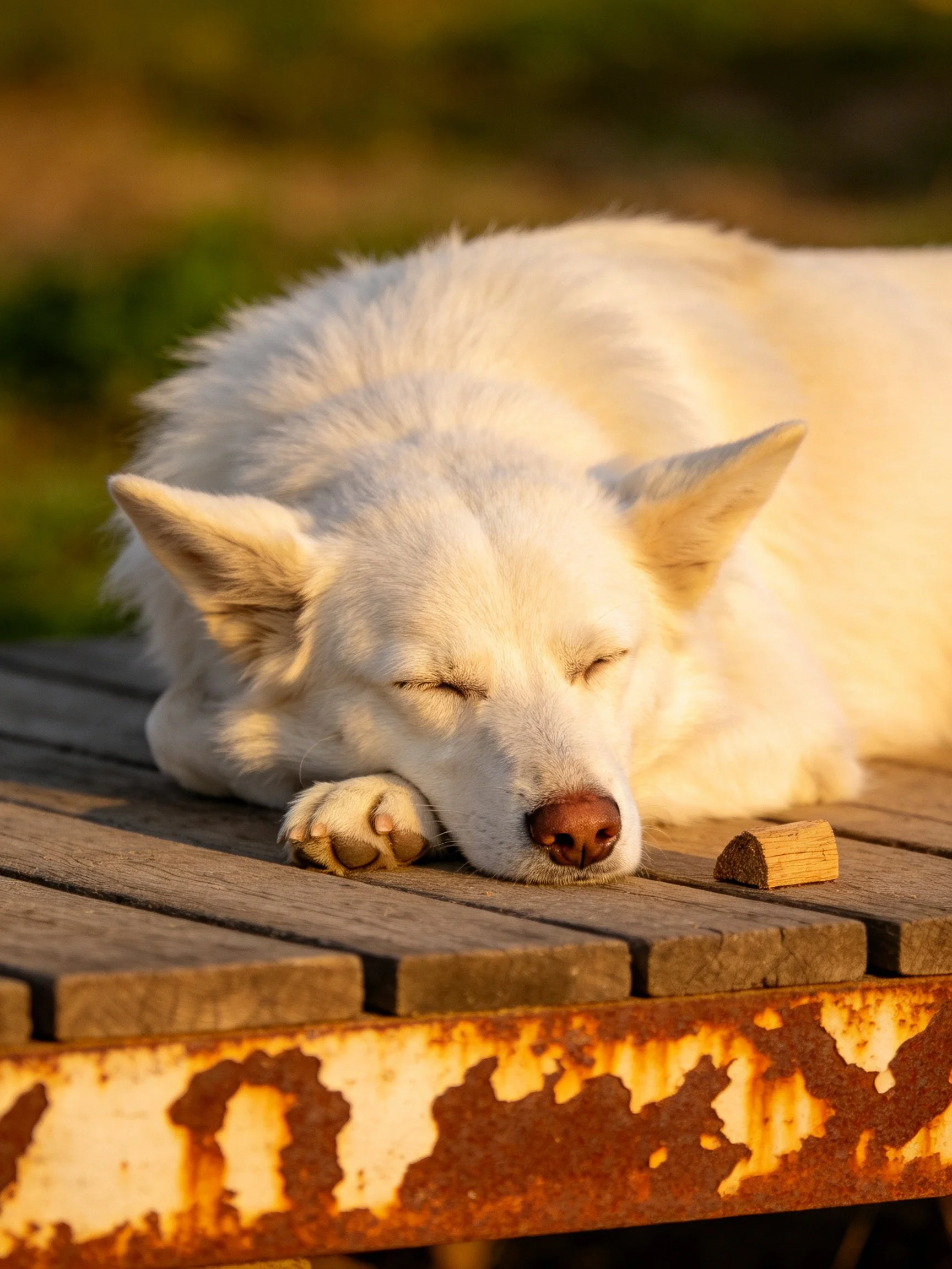 Fluffy white dog rests peacefully on aged wooden planks near rusted metal.
