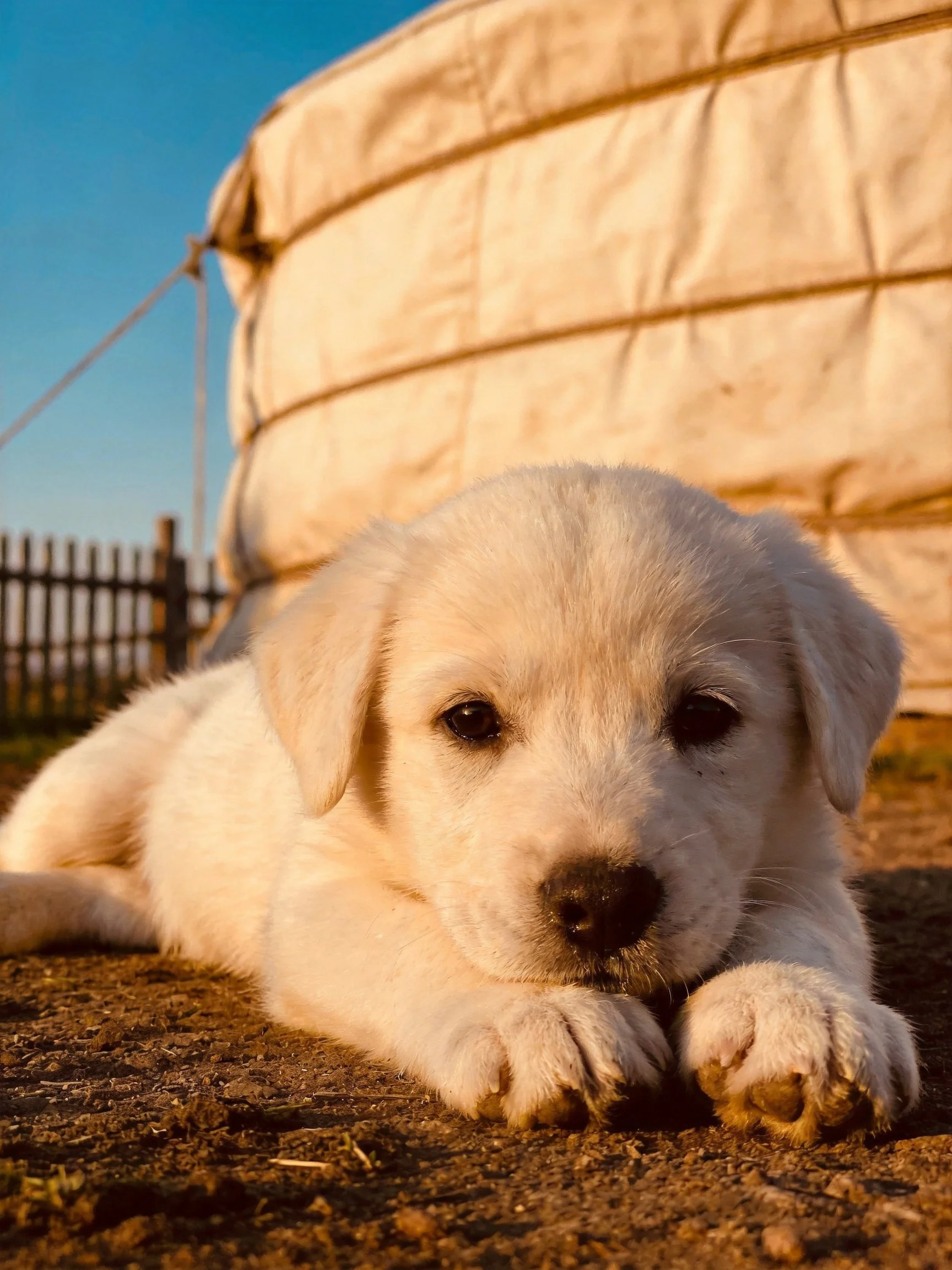 A fluffy white puppy rests near a large yurt in a sunny outdoor environment.