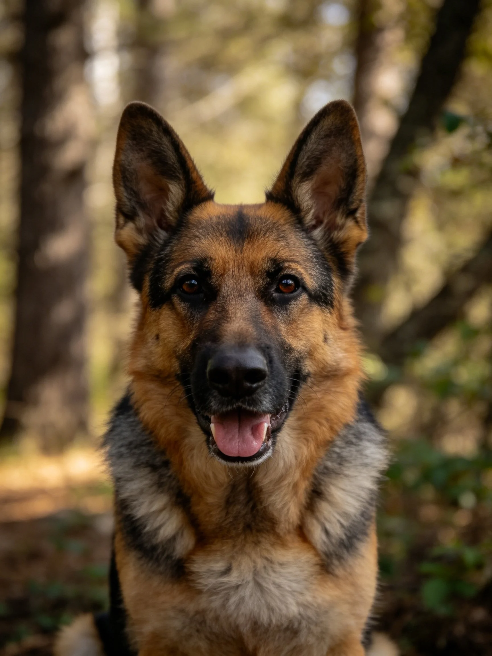 A German Shepherd dog stands in a sunlit forest, displaying its unique fur pattern.