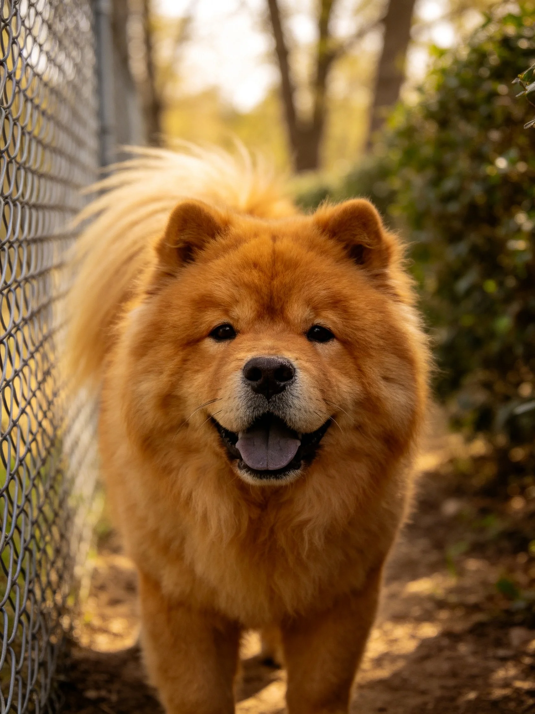Golden Chow dog near chain-link fence in wooded setting