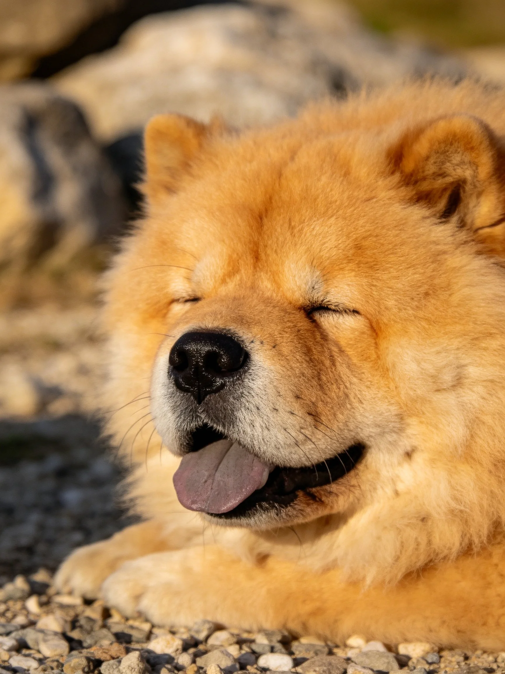 Golden Chow resting on gravel with closed eyes