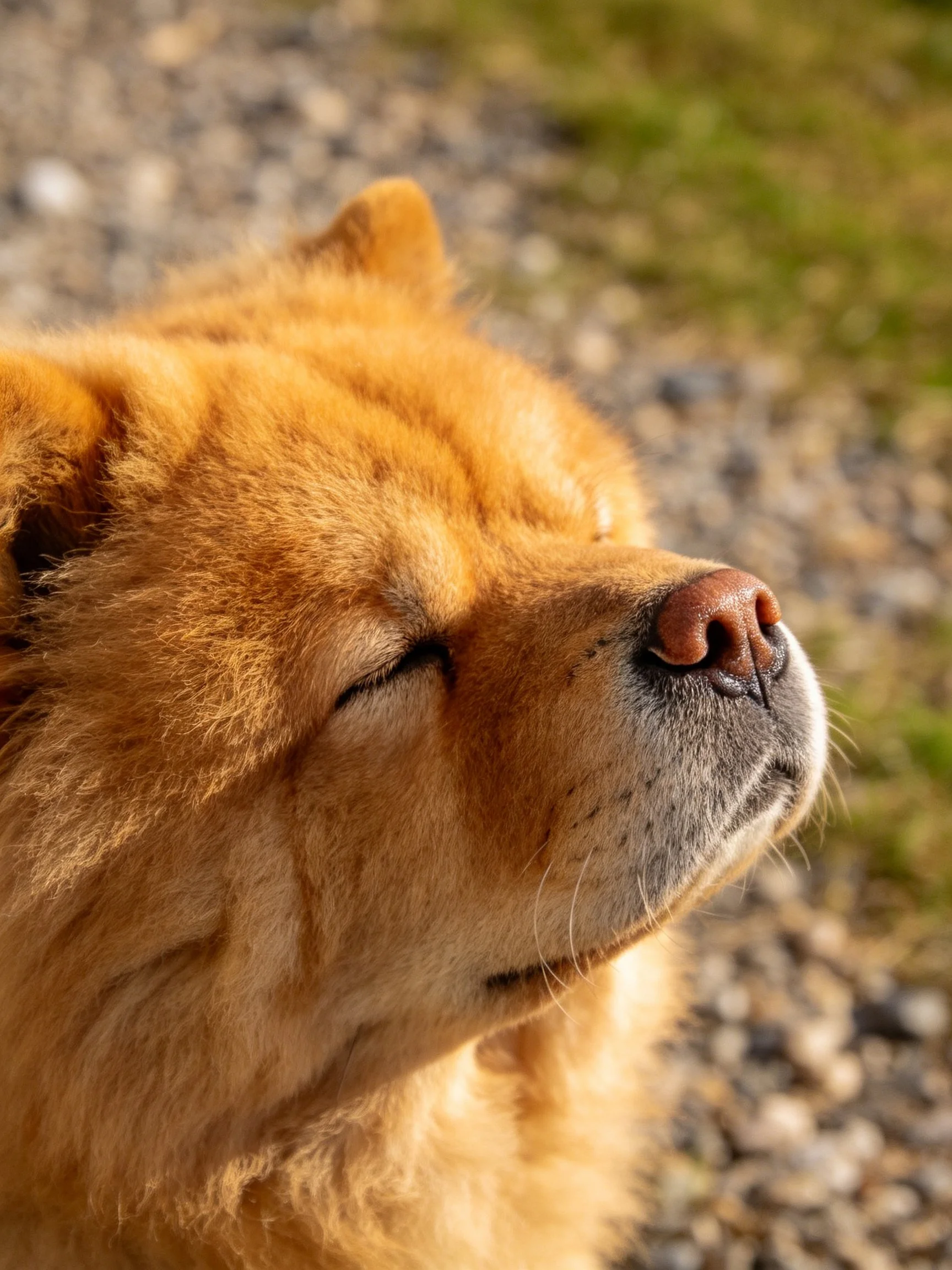 Golden Chow resting with closed eyes