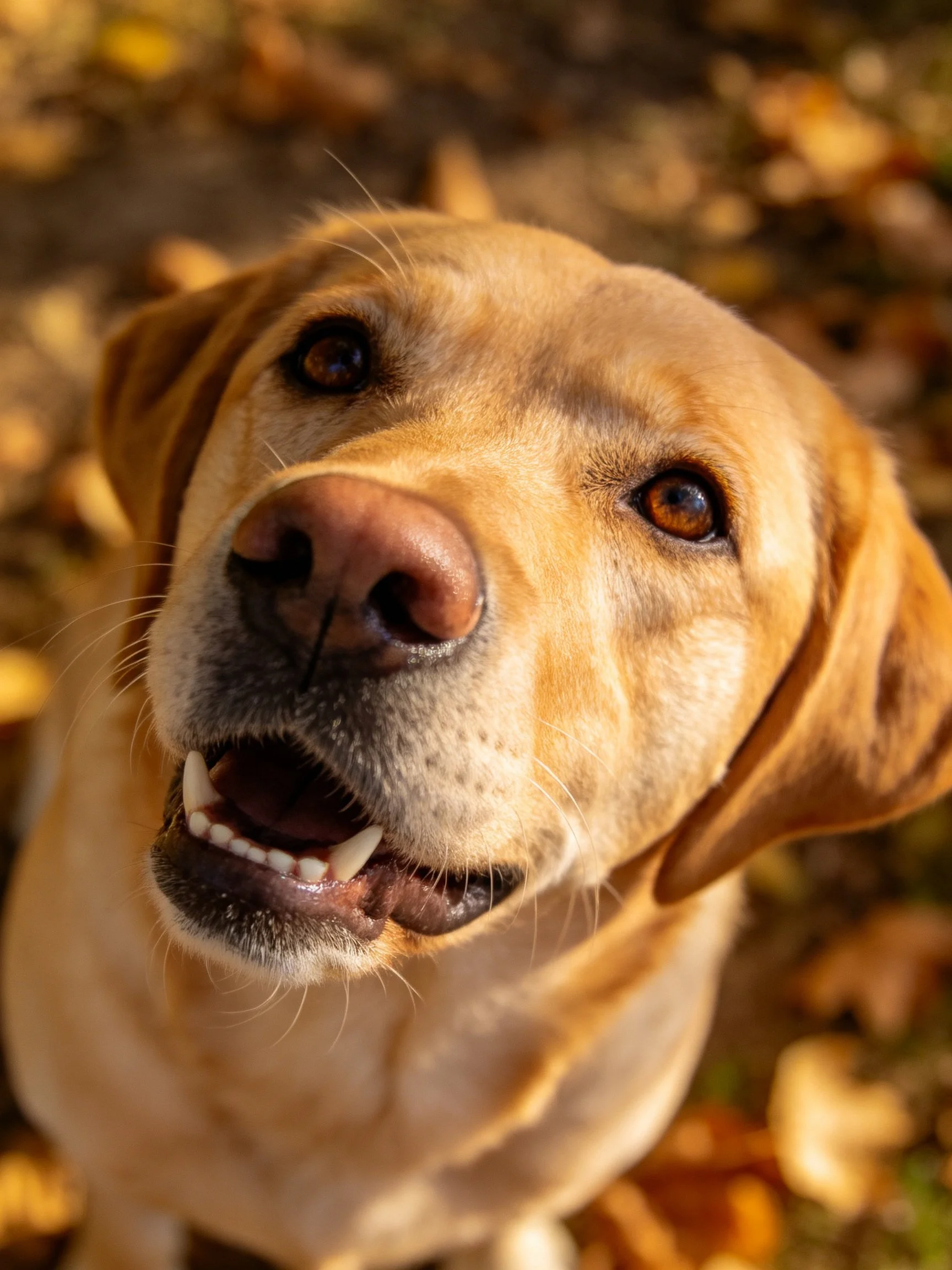 Golden Labrador close - up with autumn foliage background