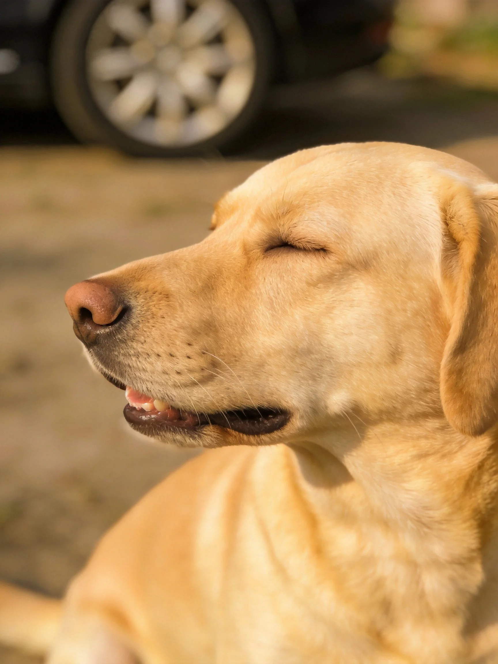 A golden Labrador relaxes with eyes closed near a parked car.
