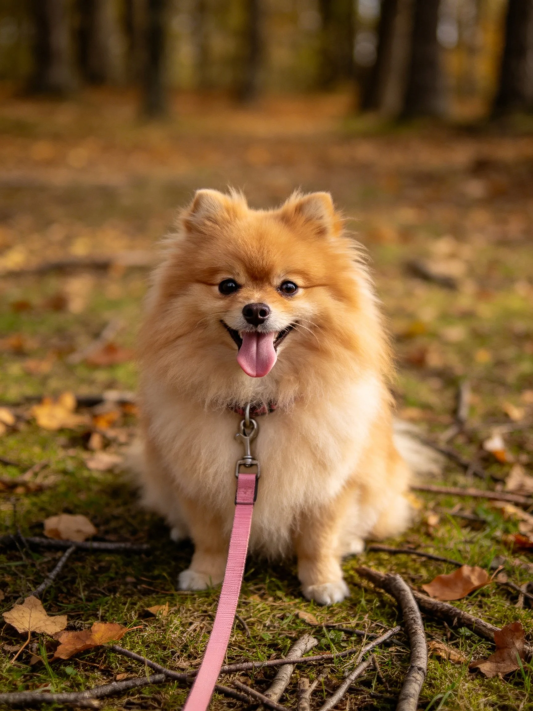 Golden Pomeranian dog with pink leash in autumn forest