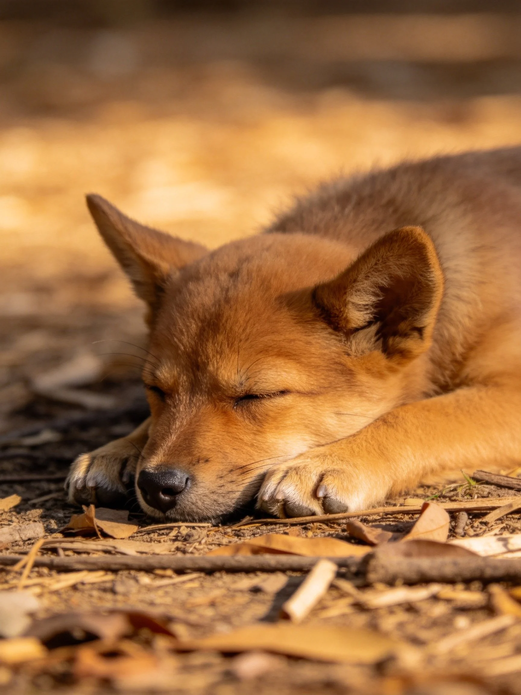 A golden-brown puppy sleeps soundly on a bed of dry leaves and twigs.