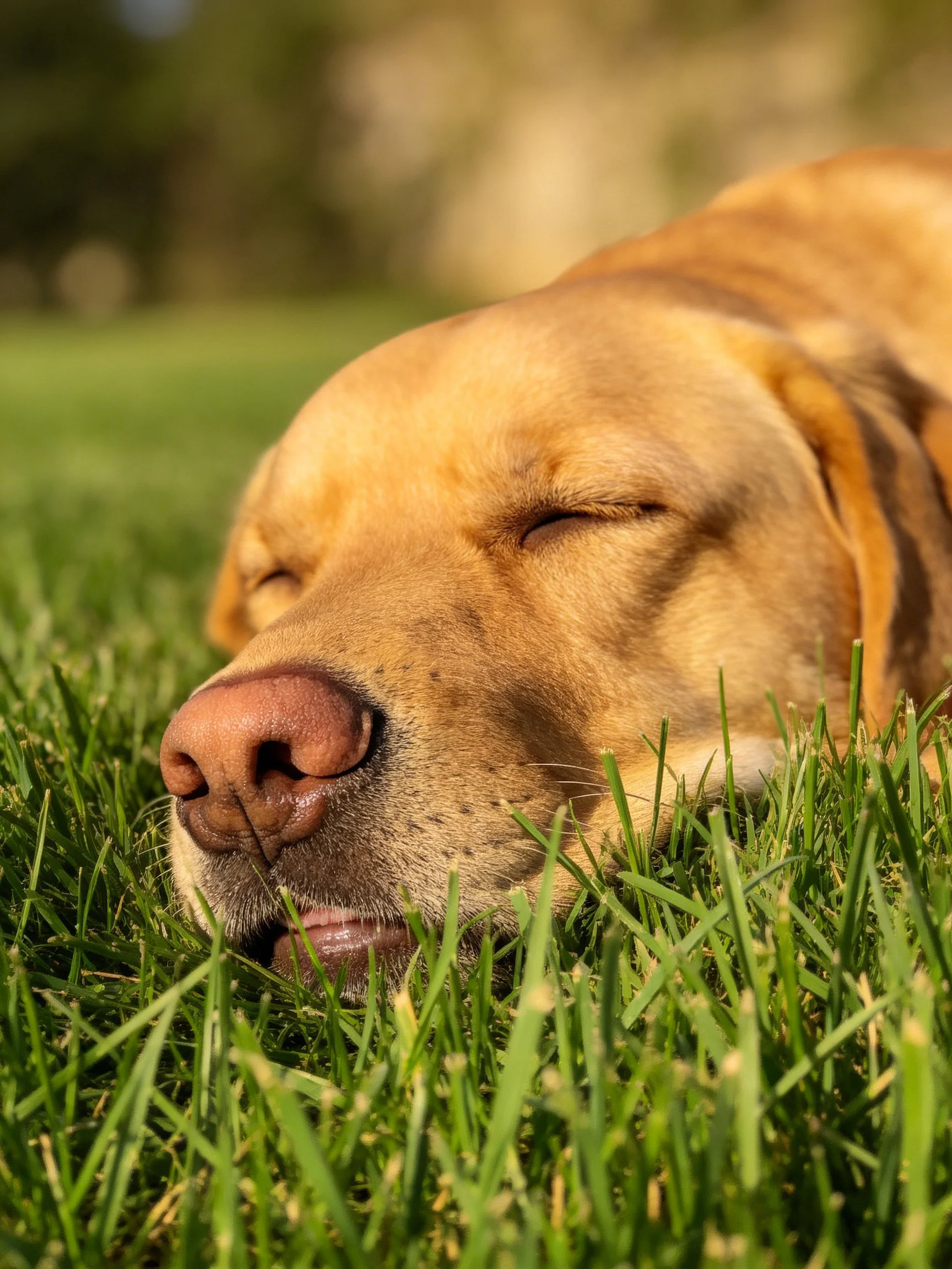 Golden dog napping on lush green grass