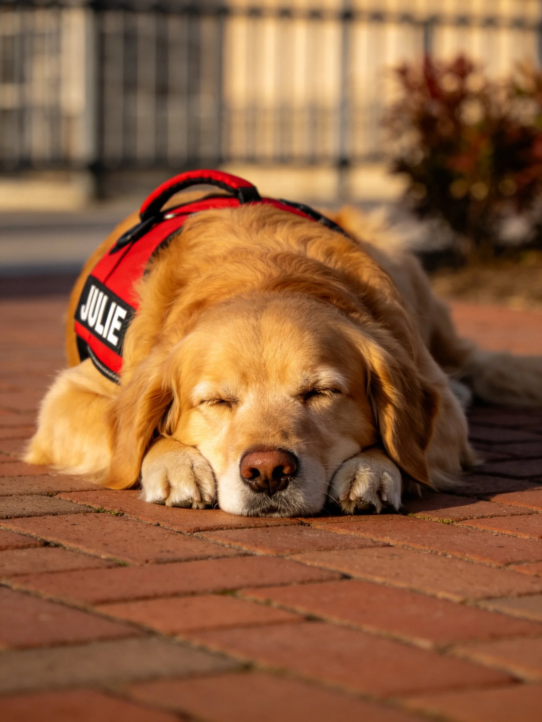 A golden retriever named Julie sleeps on red brick pavement outdoors