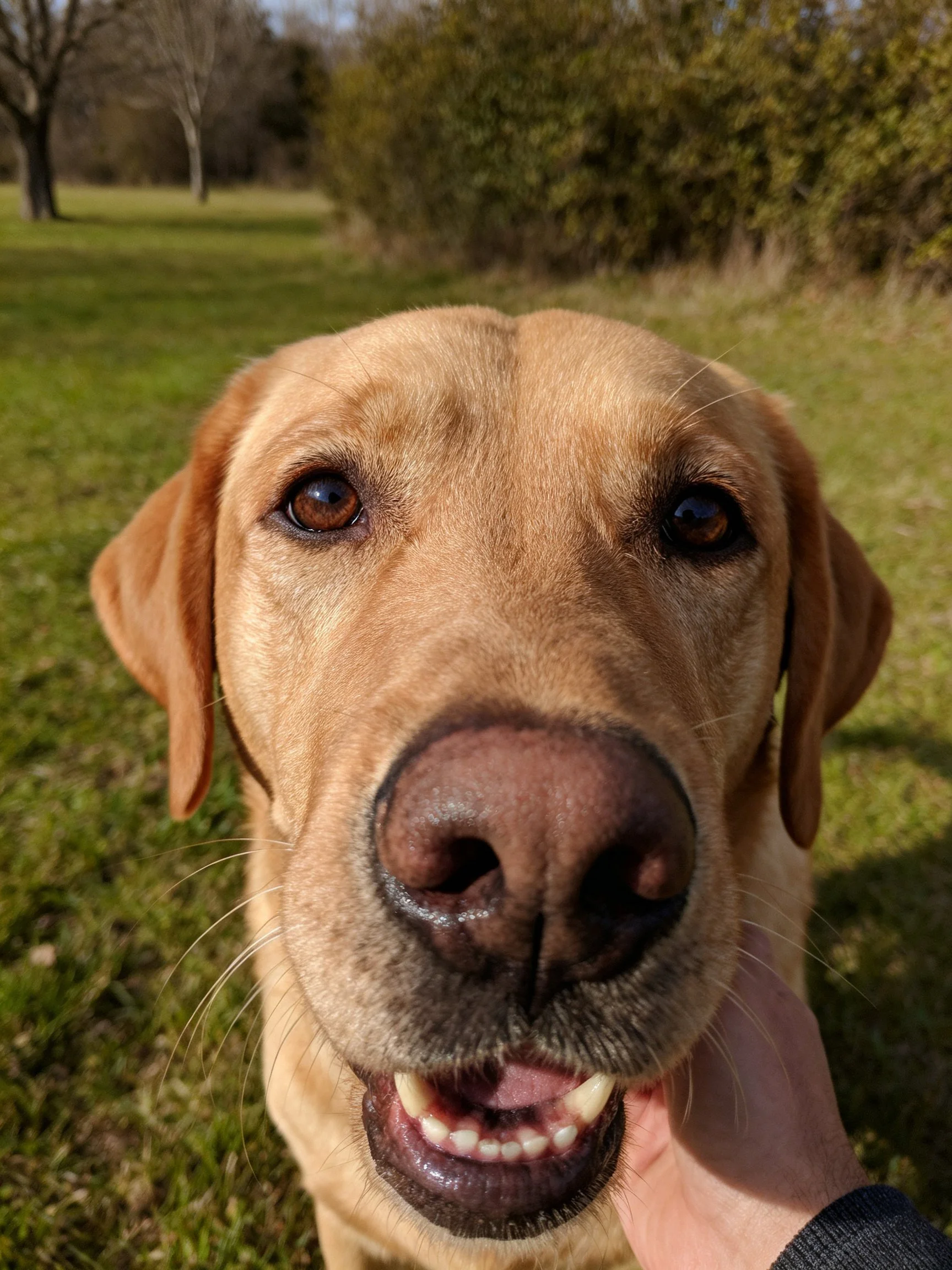 Golden retriever close - up portrait in sunny grassy park