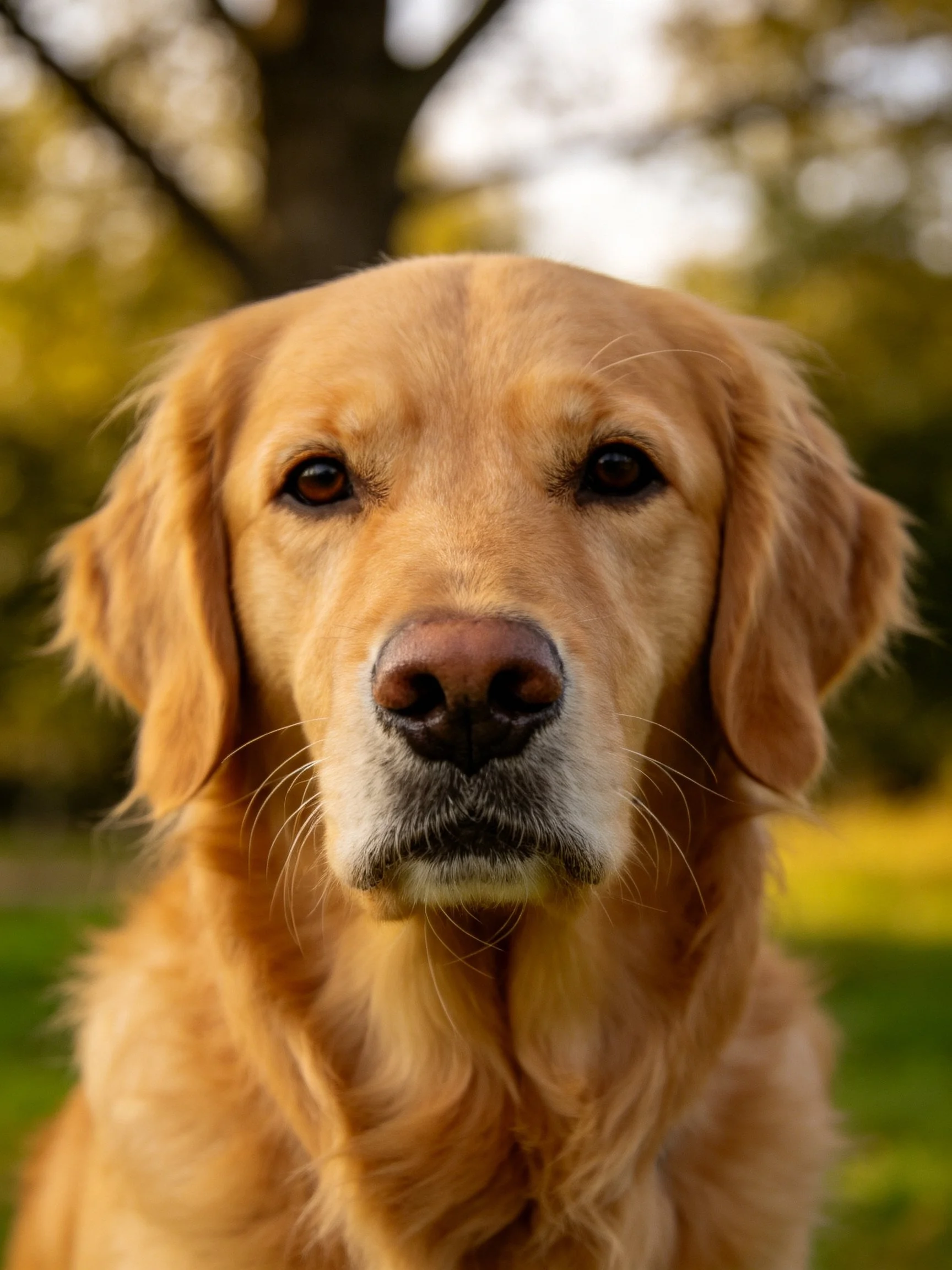 A golden retriever is captured in a close - up with warm natural lighting.