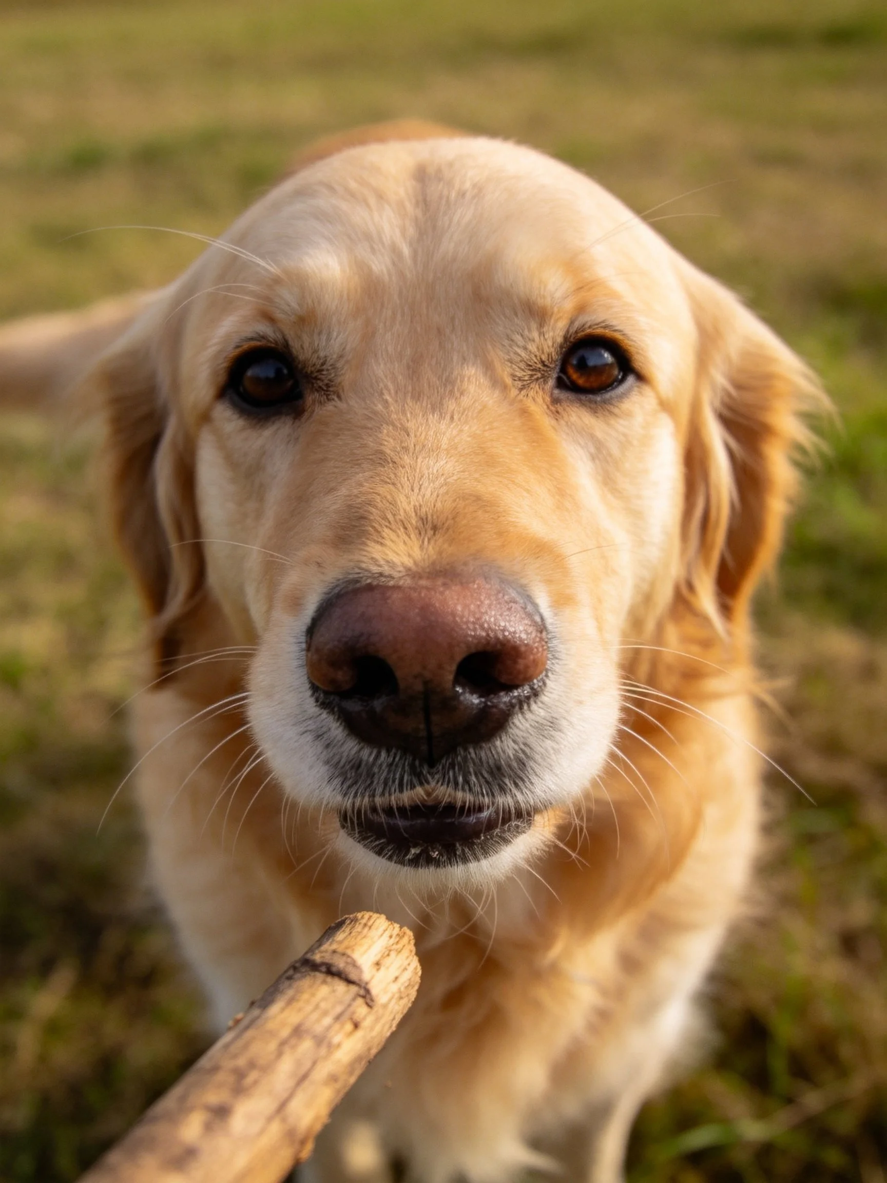 A golden retriever dog looks toward the camera with a wooden stick in view.