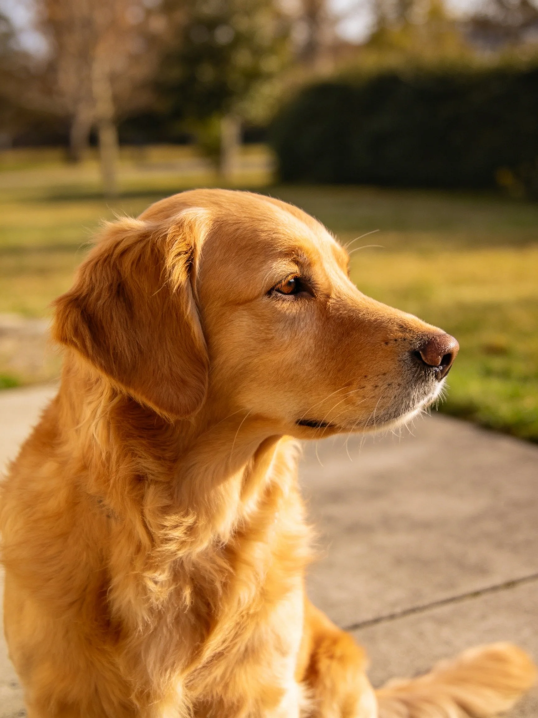 Golden retriever rests on concrete amid a sunlit park landscape.