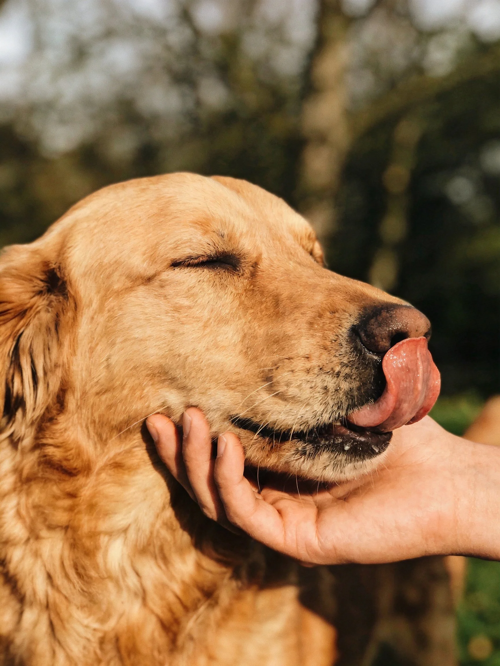 A golden retriever receives gentle attention from a human hand outdoors.