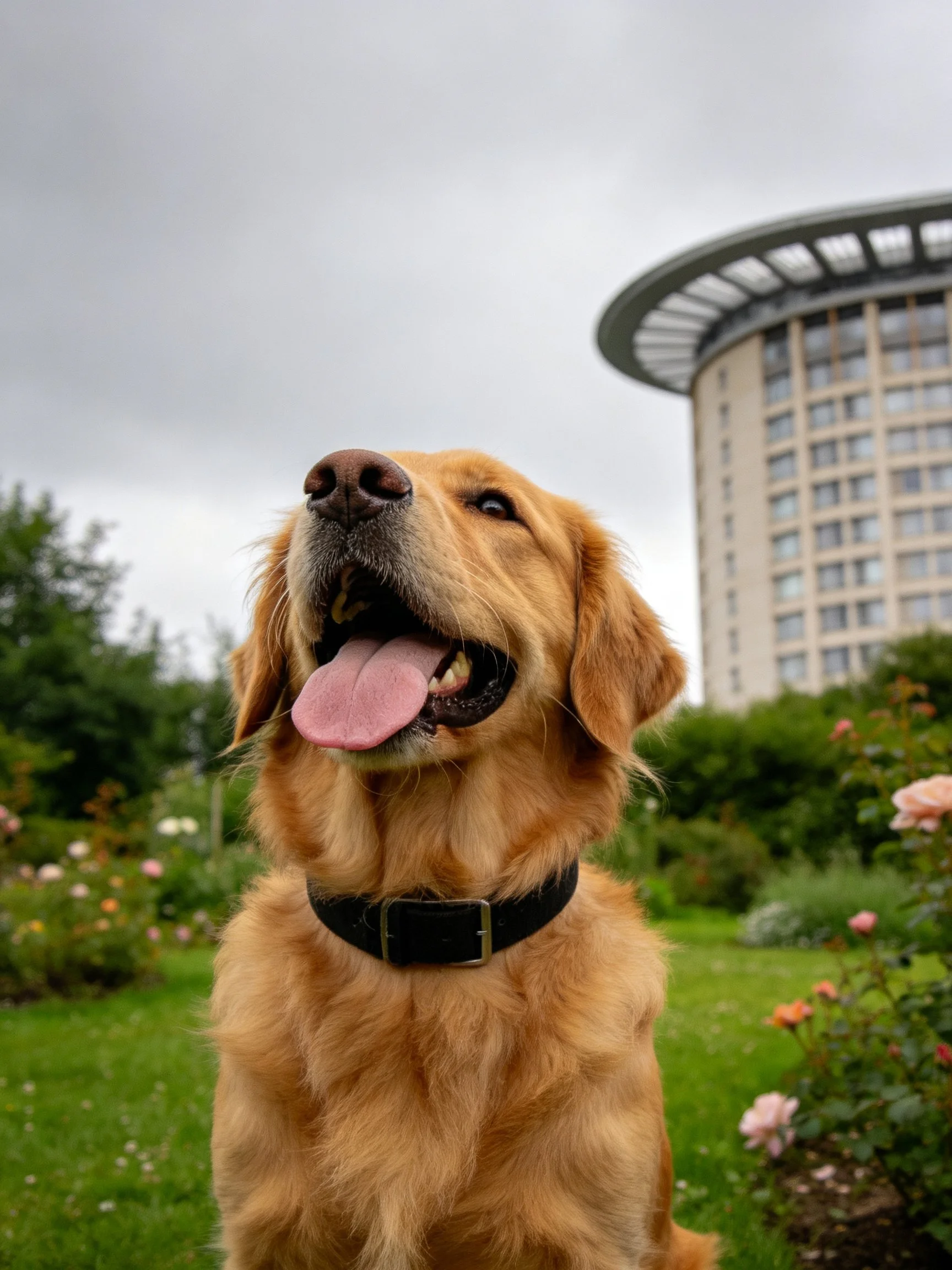 Golden retriever in a garden with flowers and a modern building
