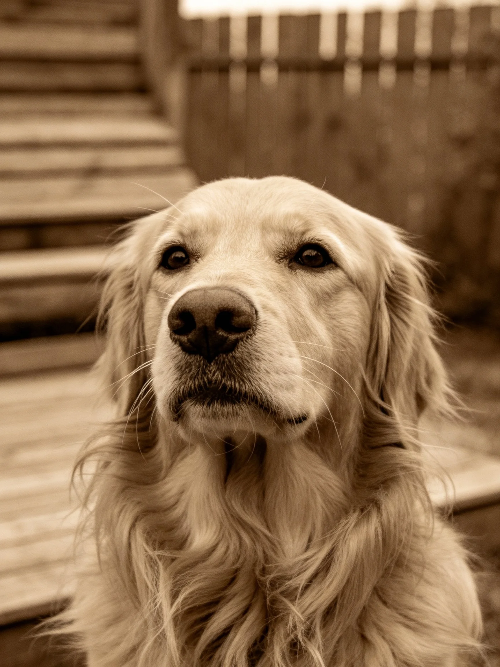 Golden retriever in sepia-toned backyard with wooden stairs and fence