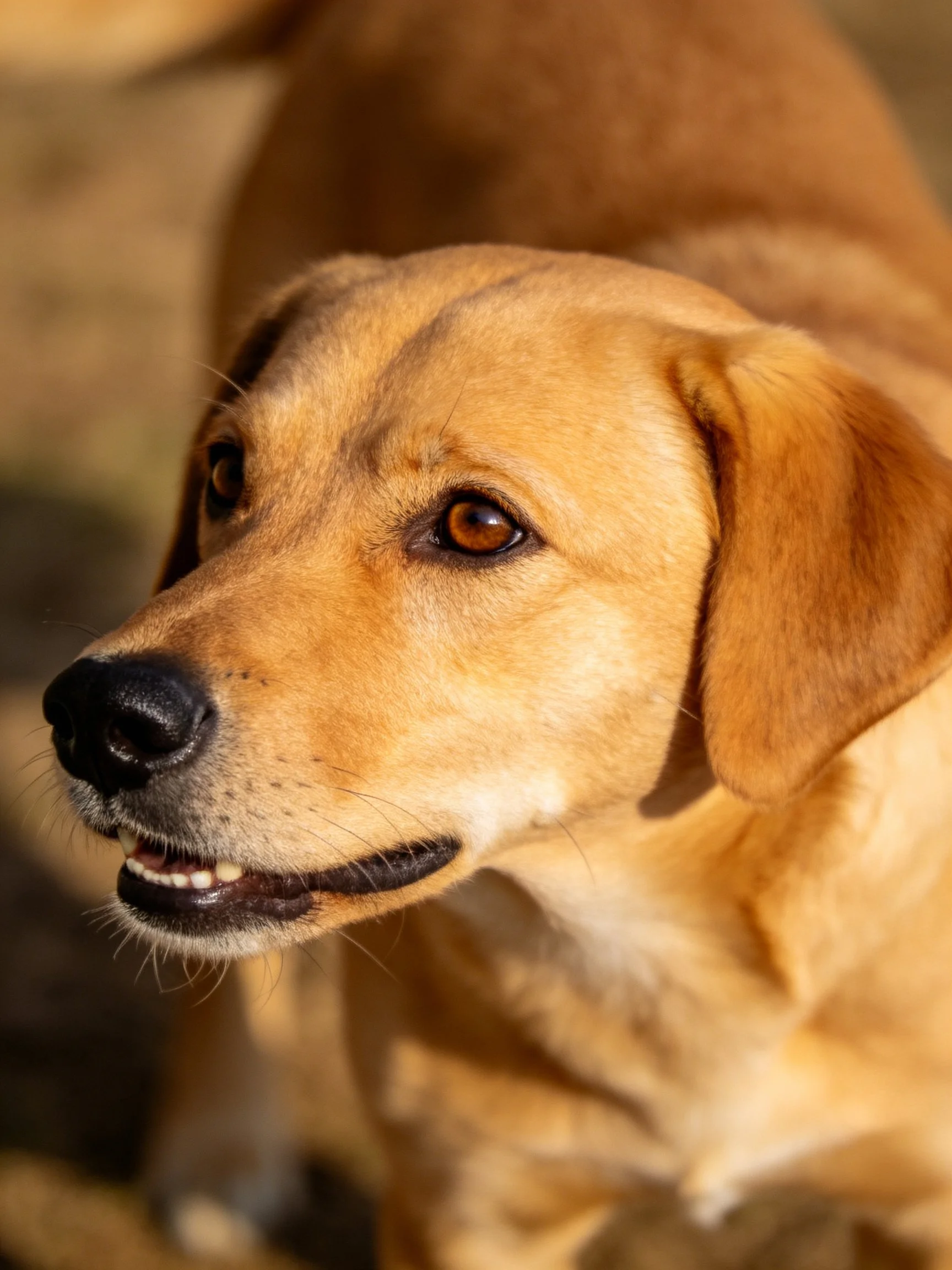 Golden retriever mix close-up with warm brown fur