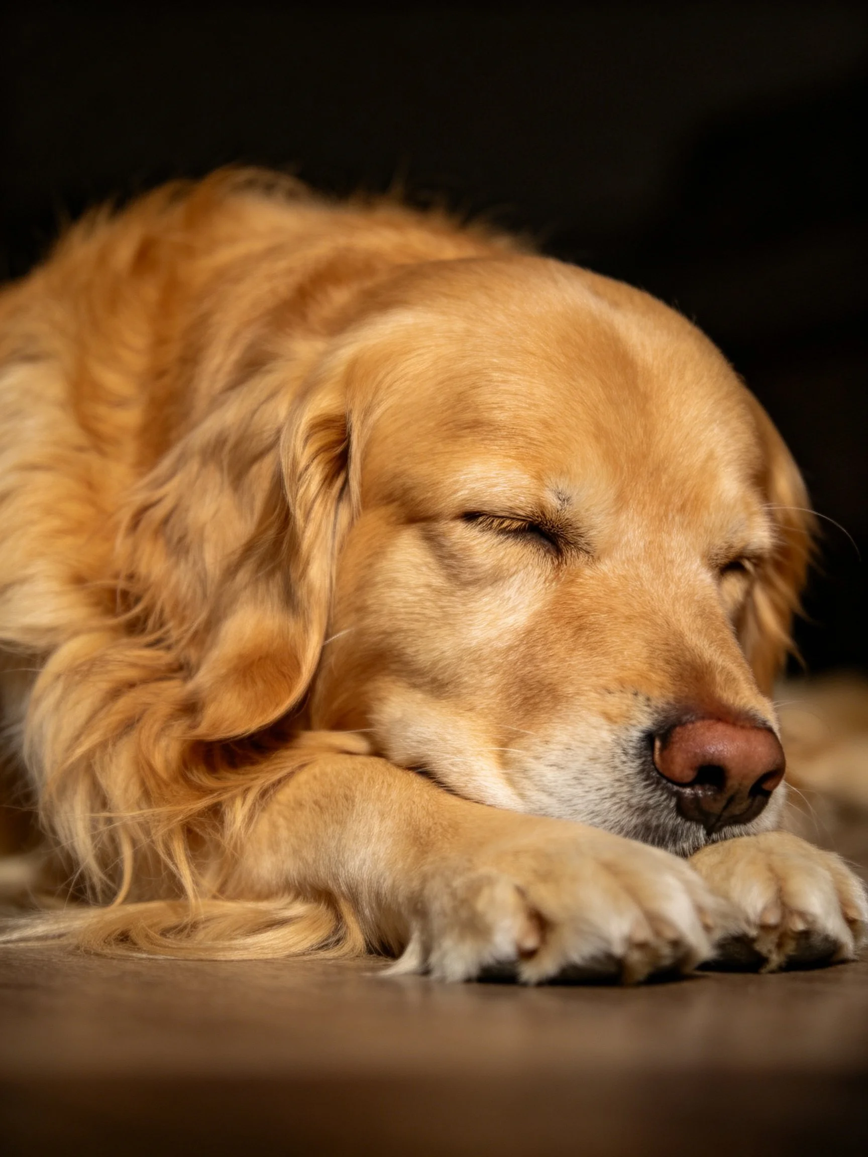 Golden retriever peacefully resting with eyes shut