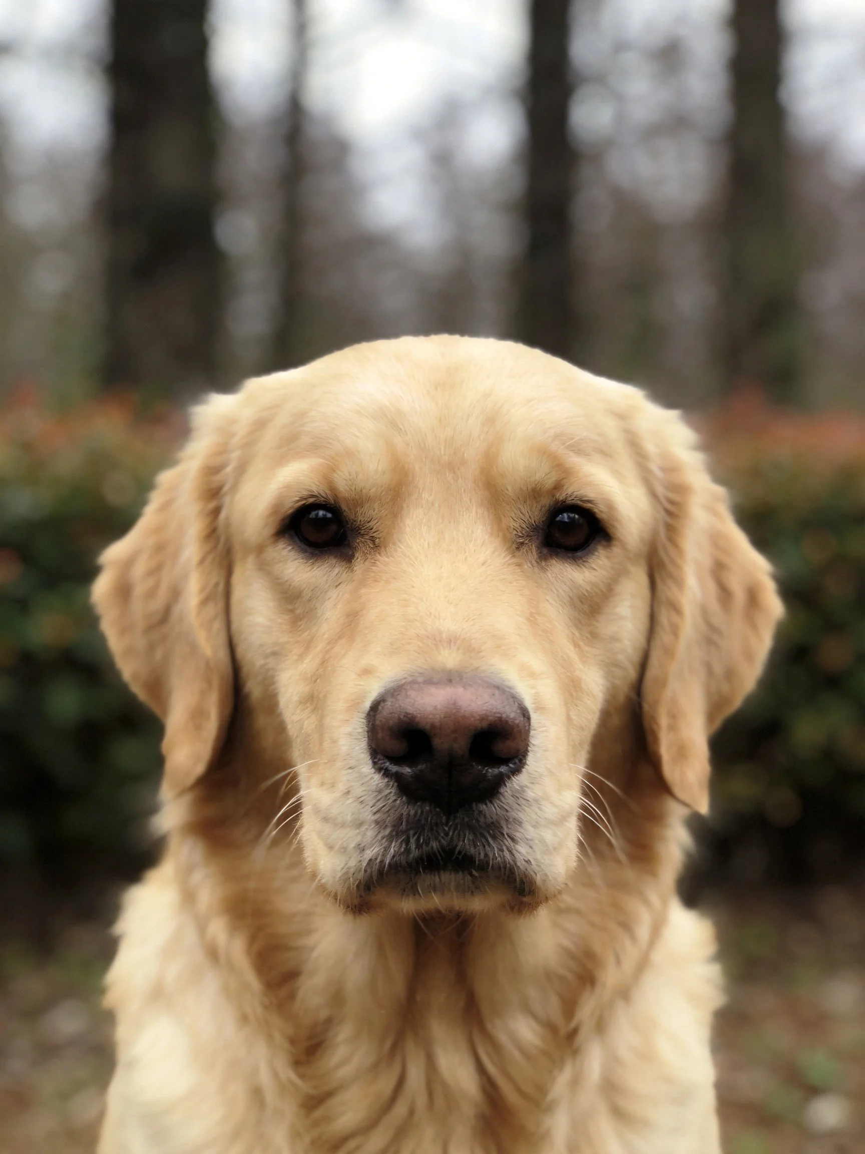 Close-up photograph of a golden retriever against a softly focused forest background.
