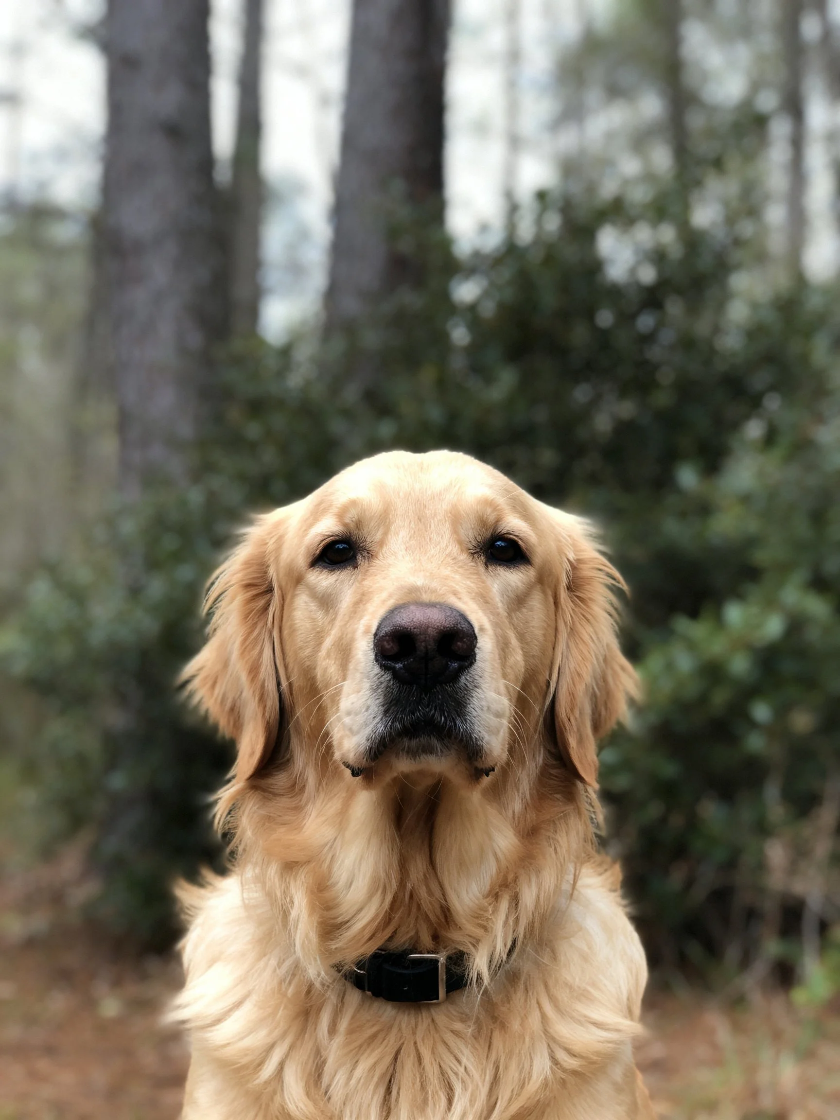 A golden retriever stands calmly in front of a softly focused forest background.