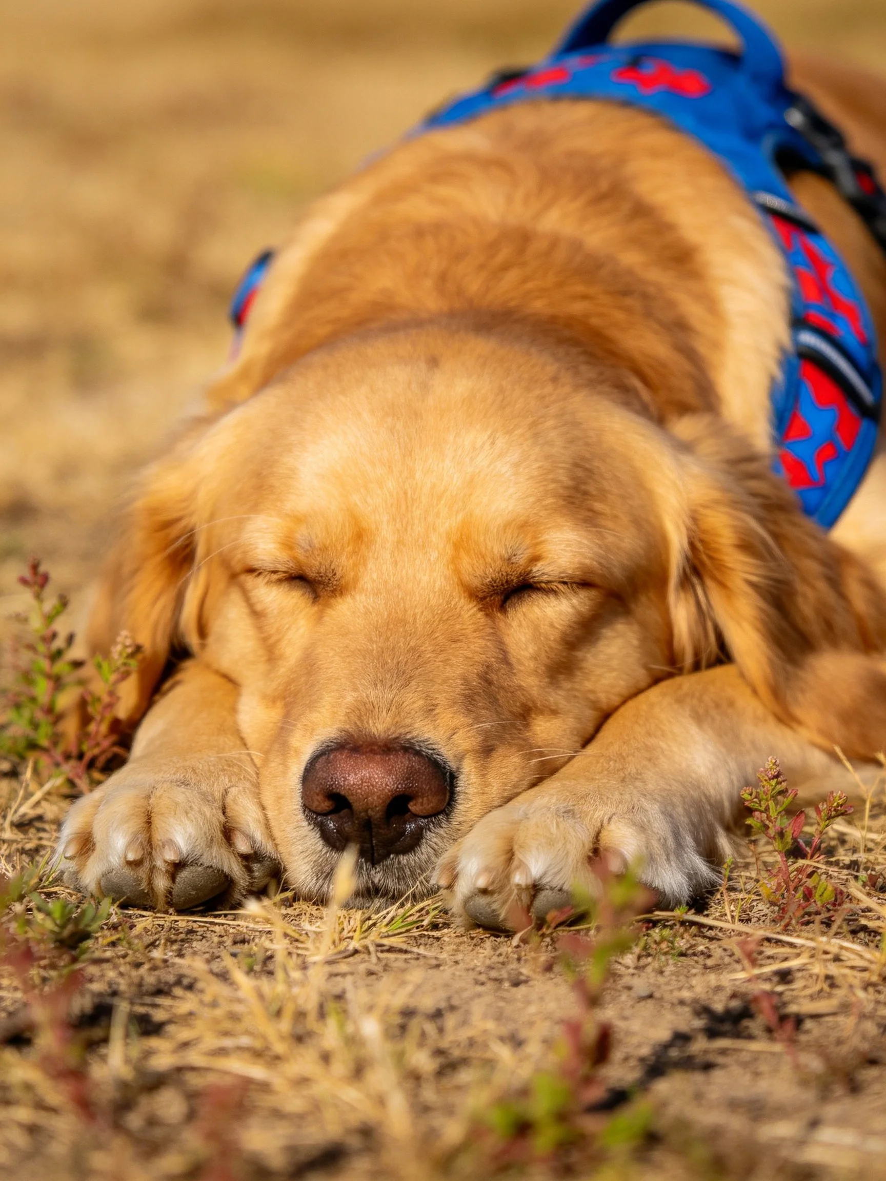 Golden retriever puppy sleeps peacefully in a blue harness on dry terrain.