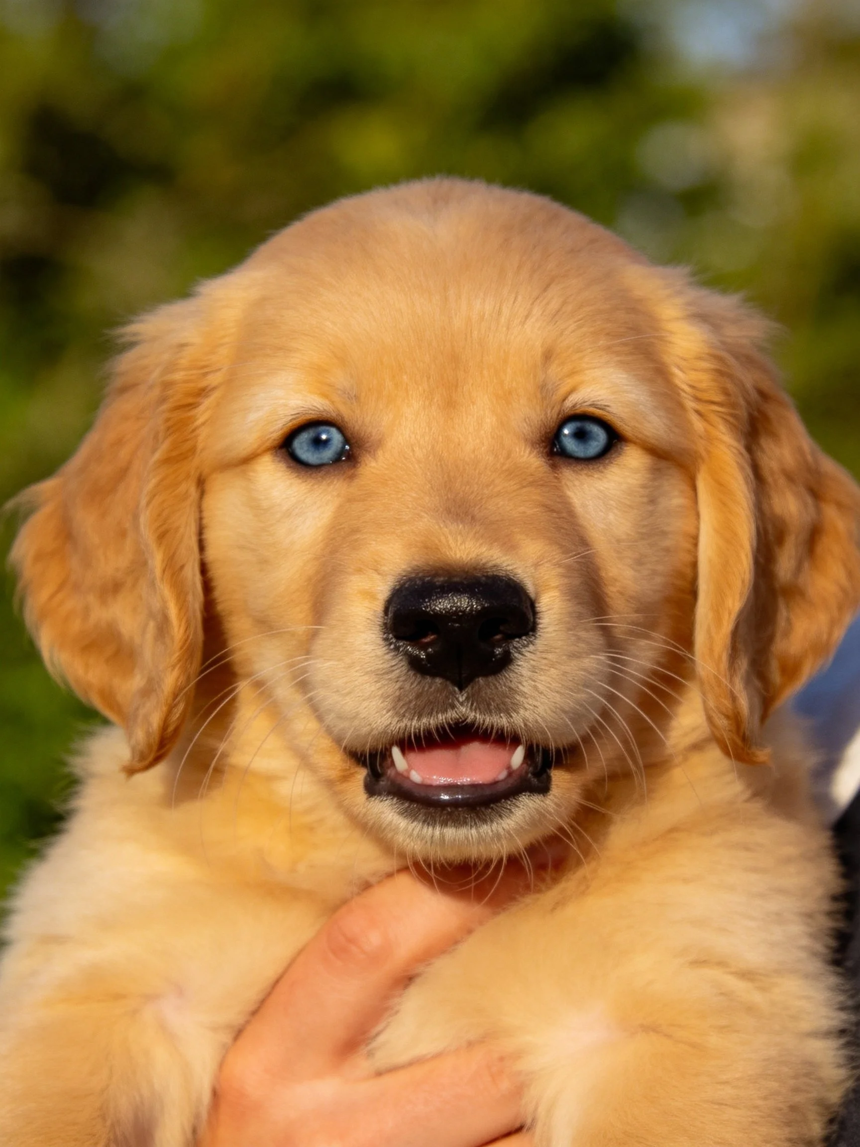 A golden retriever puppy with blue eyes is held outdoors.
