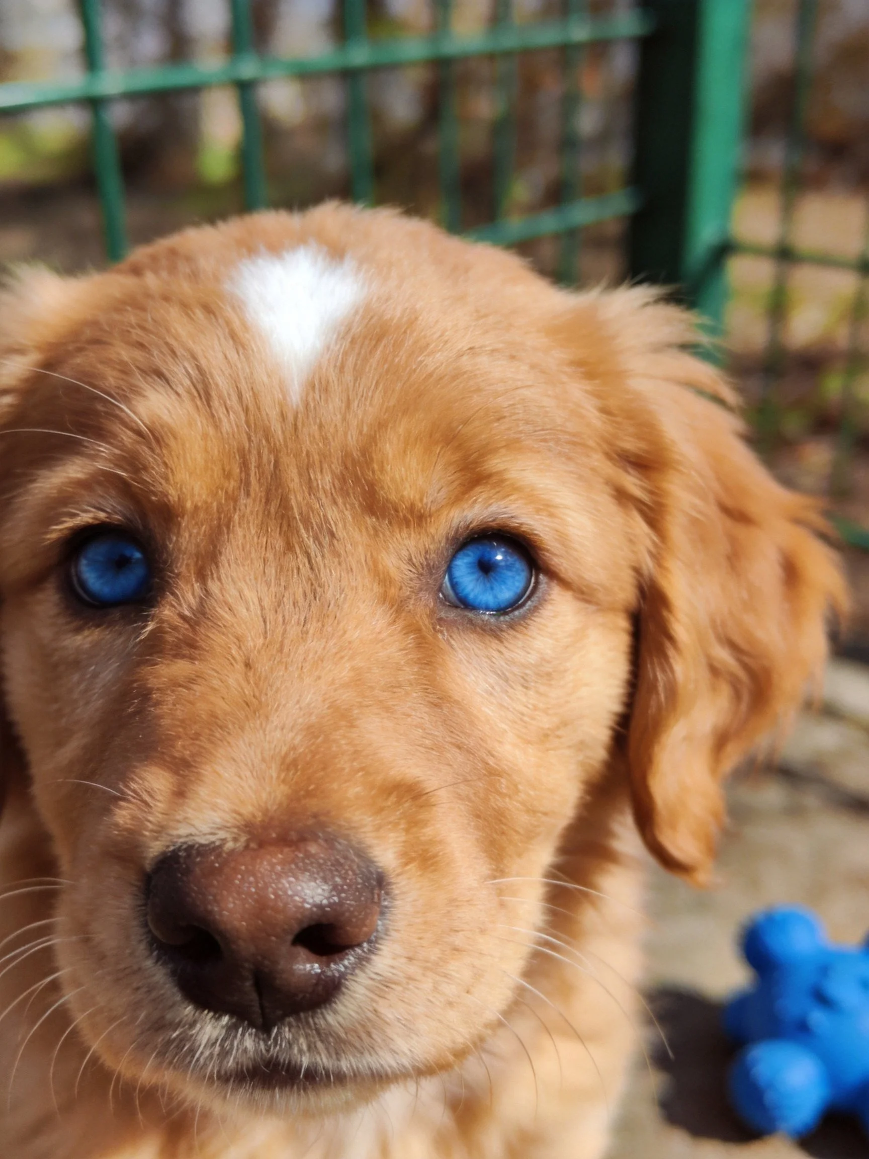 A golden retriever puppy with striking blue eyes is positioned near a green metal fence.