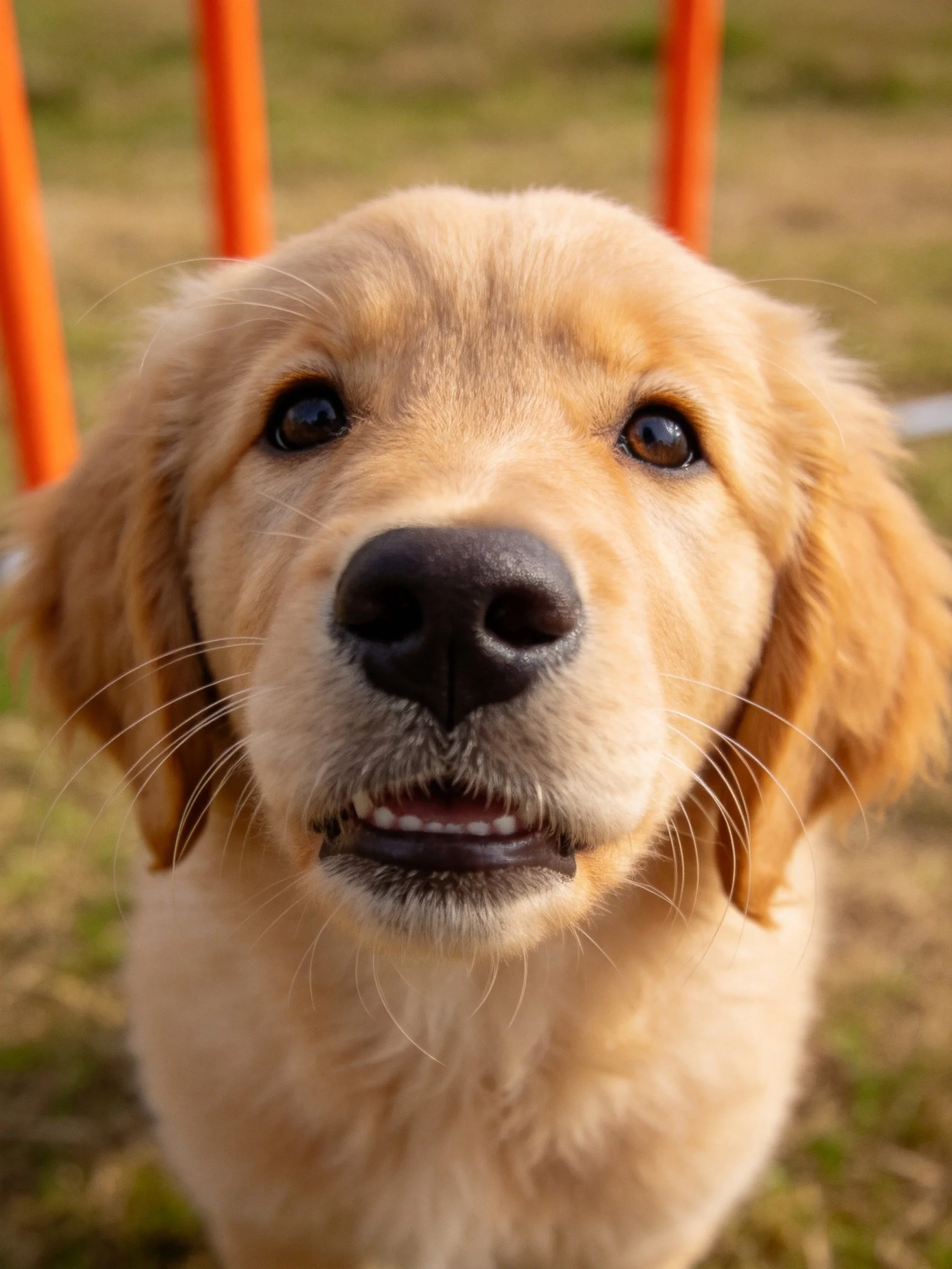 A golden retriever puppy looks directly at the camera with bright eyes.