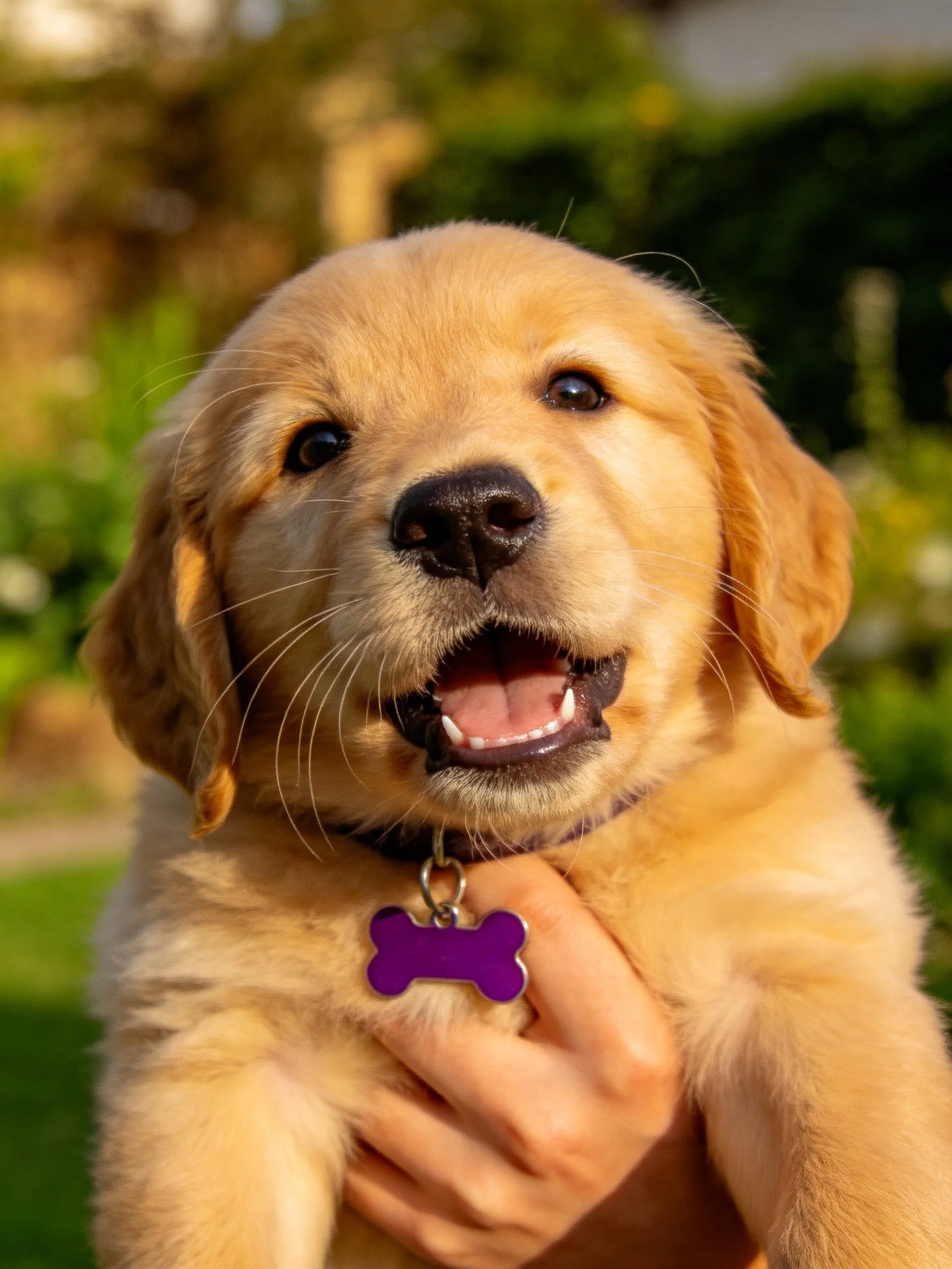 A golden retriever puppy is held outdoors wearing a purple bone - shaped tag.