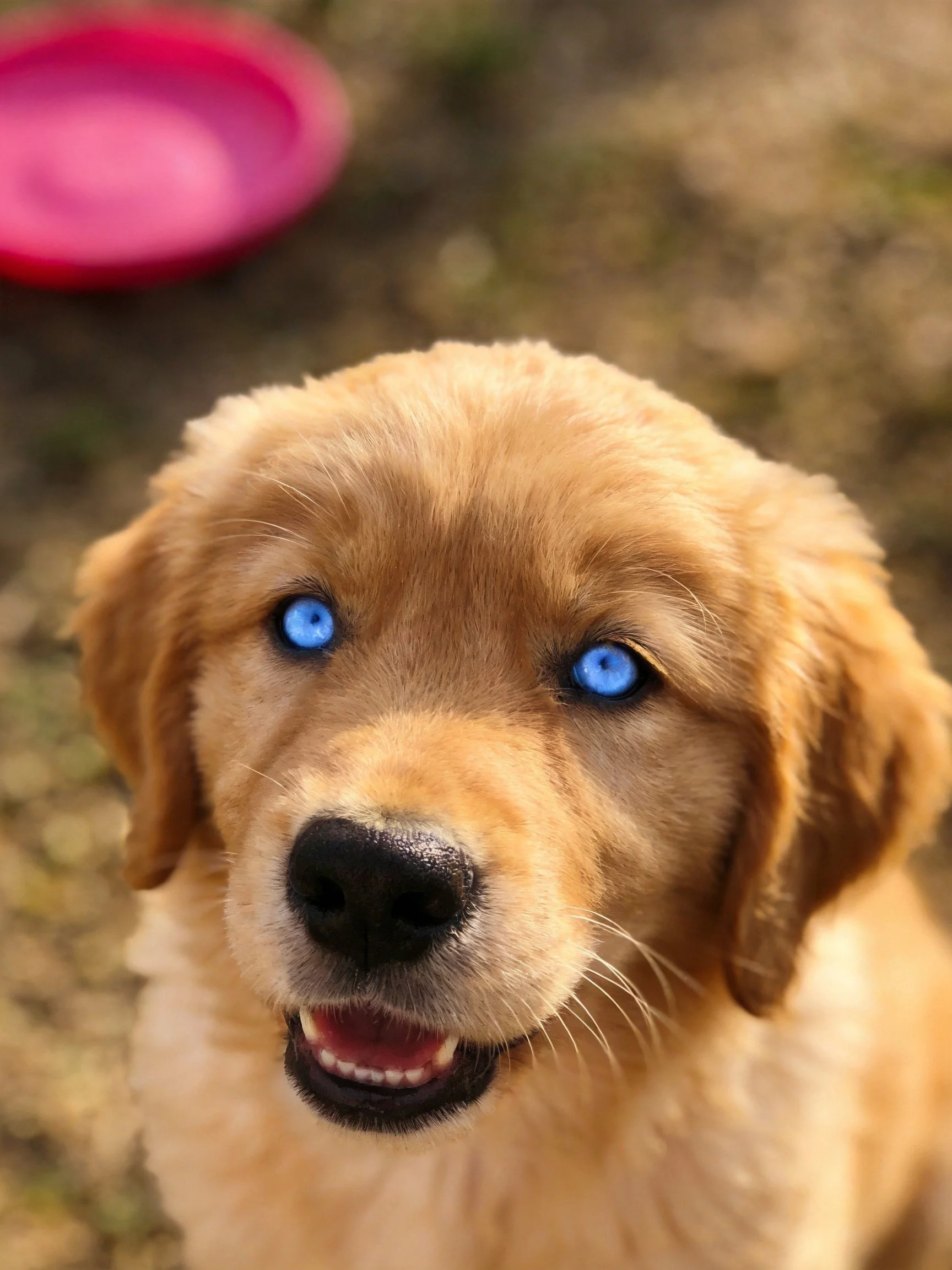 Golden retrieverpuppy with blue eyes stands near a pink dish in an outdoor setting.