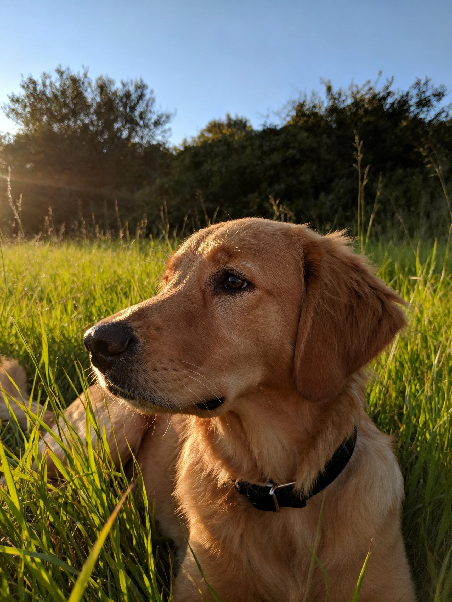 A golden retriever rests peacefully in tall grass with trees in the distance