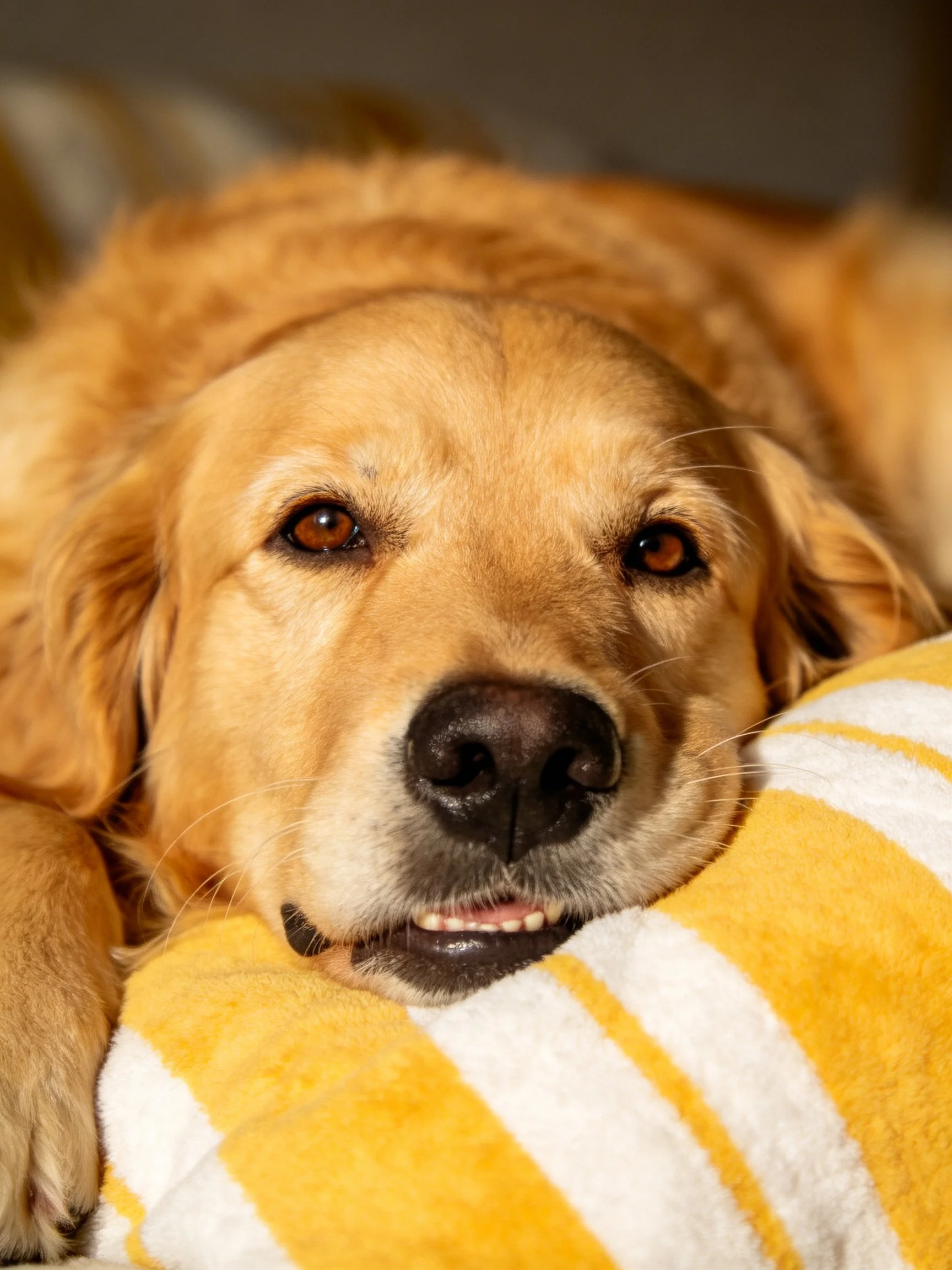 A golden retriever relaxes on a yellow and white striped towel.