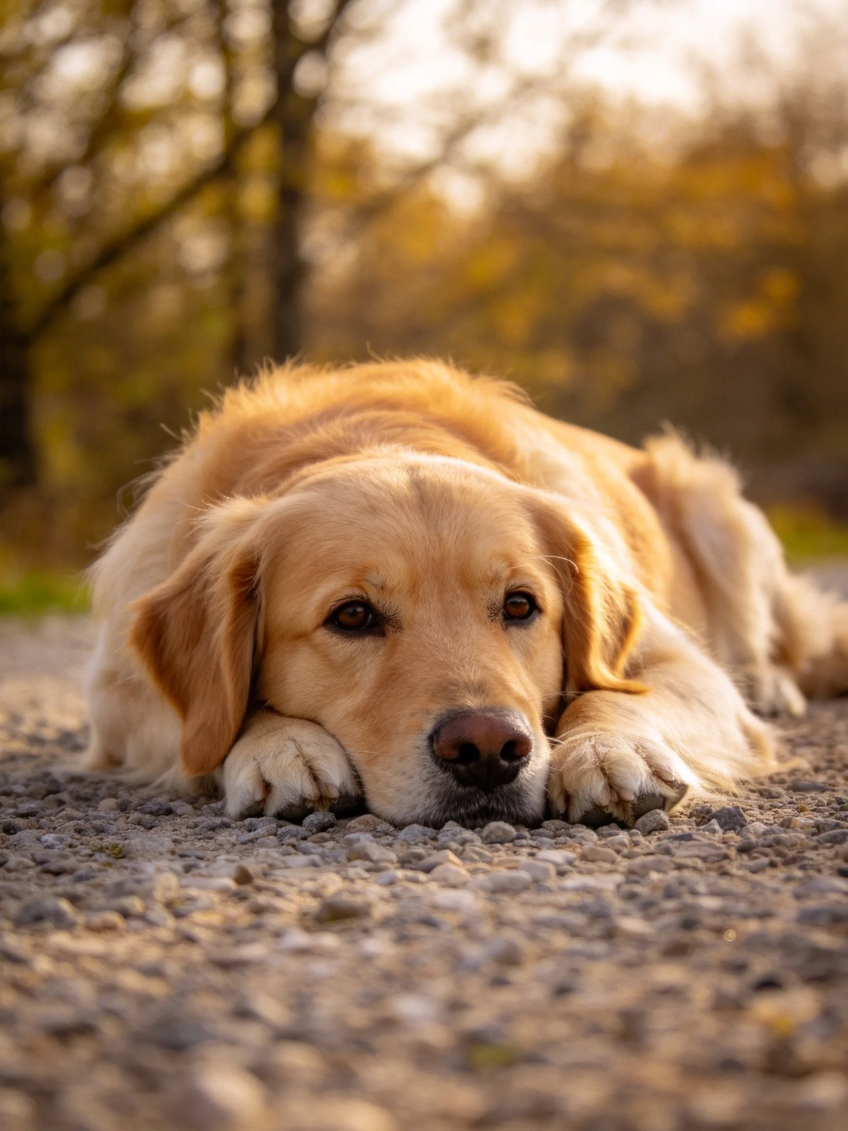 A golden retriever relaxes on a gravel surface with autumn trees in the distance.